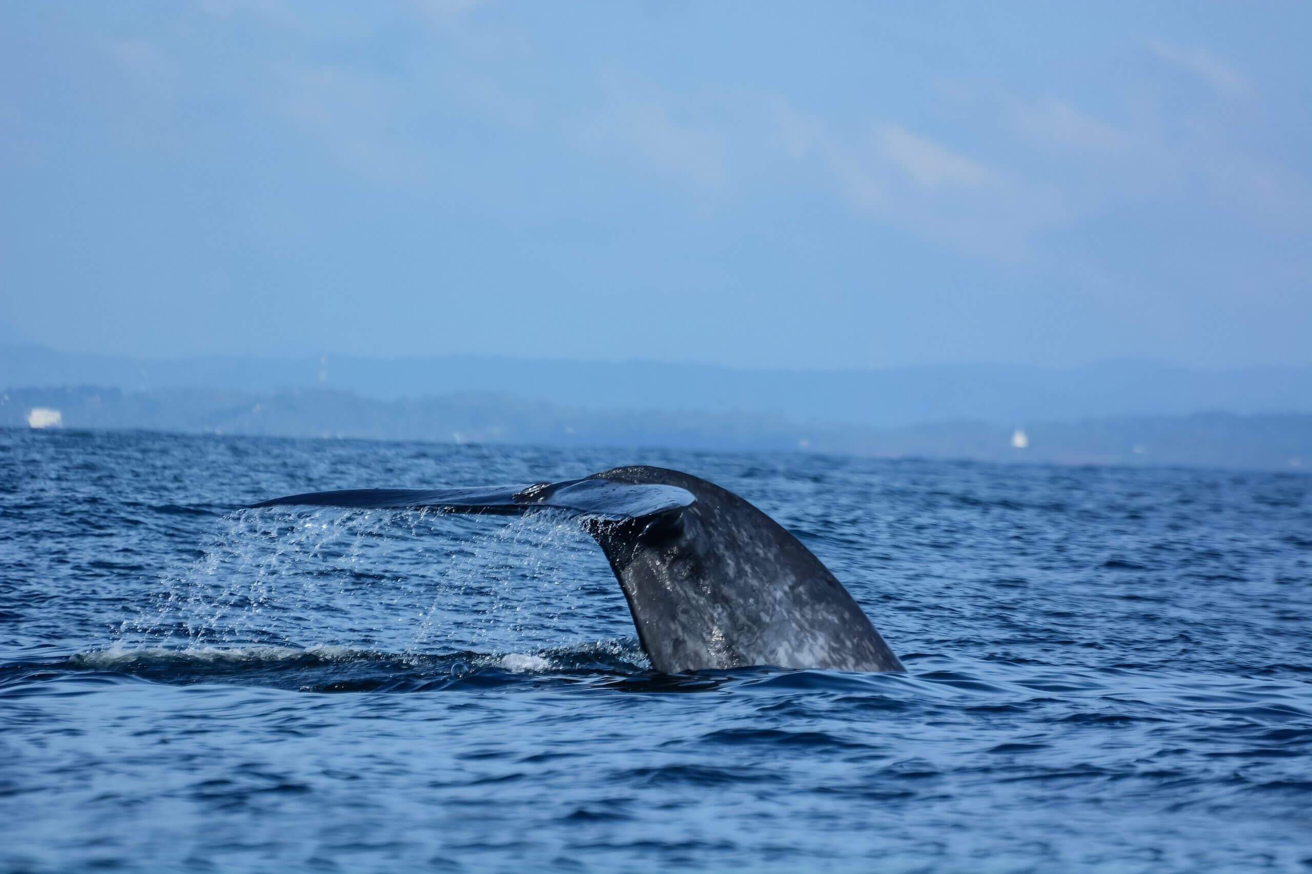 Фото хвоста синего кита в море Шри-Ланки