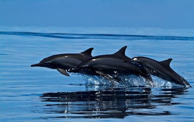 Tres delfines saltando sobre el mar en Kalpitiya Sri Lanka