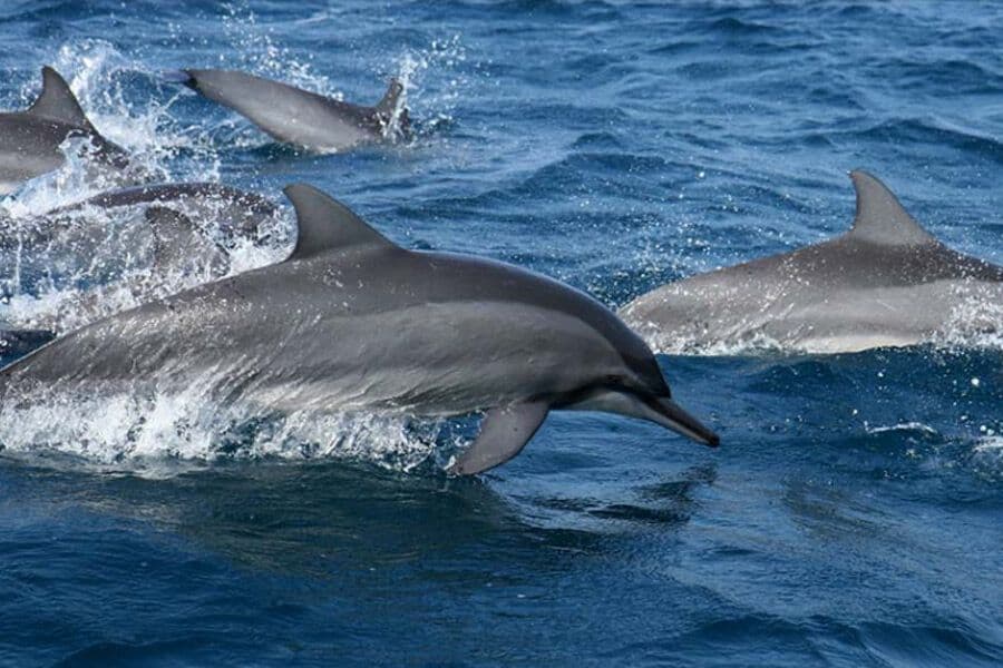 Крупный план дельфинов-спиннеров в море Калпития, Шри-Ланка