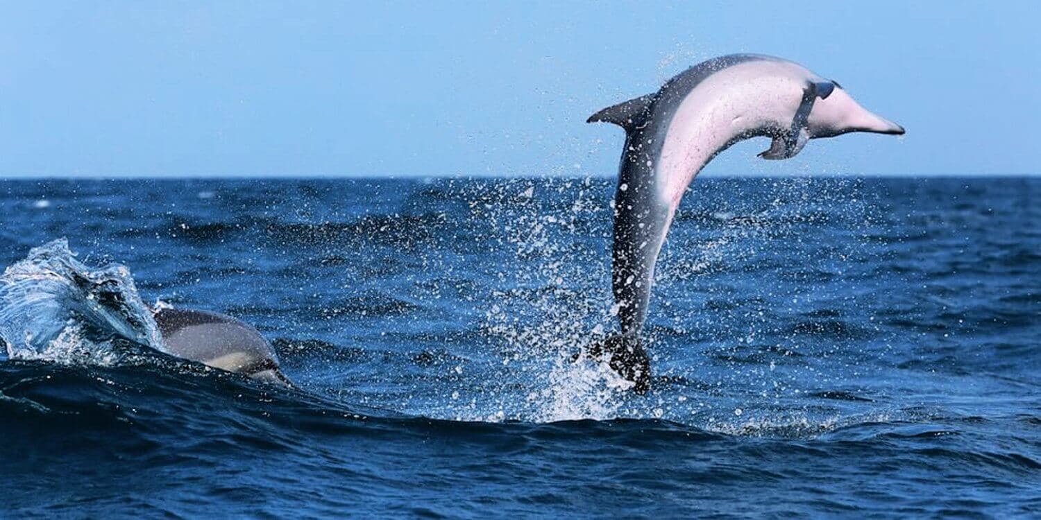 Прекрасный вид на дельфина, прыгающего в высоту над морем в Калпитии, Шри-Ланка