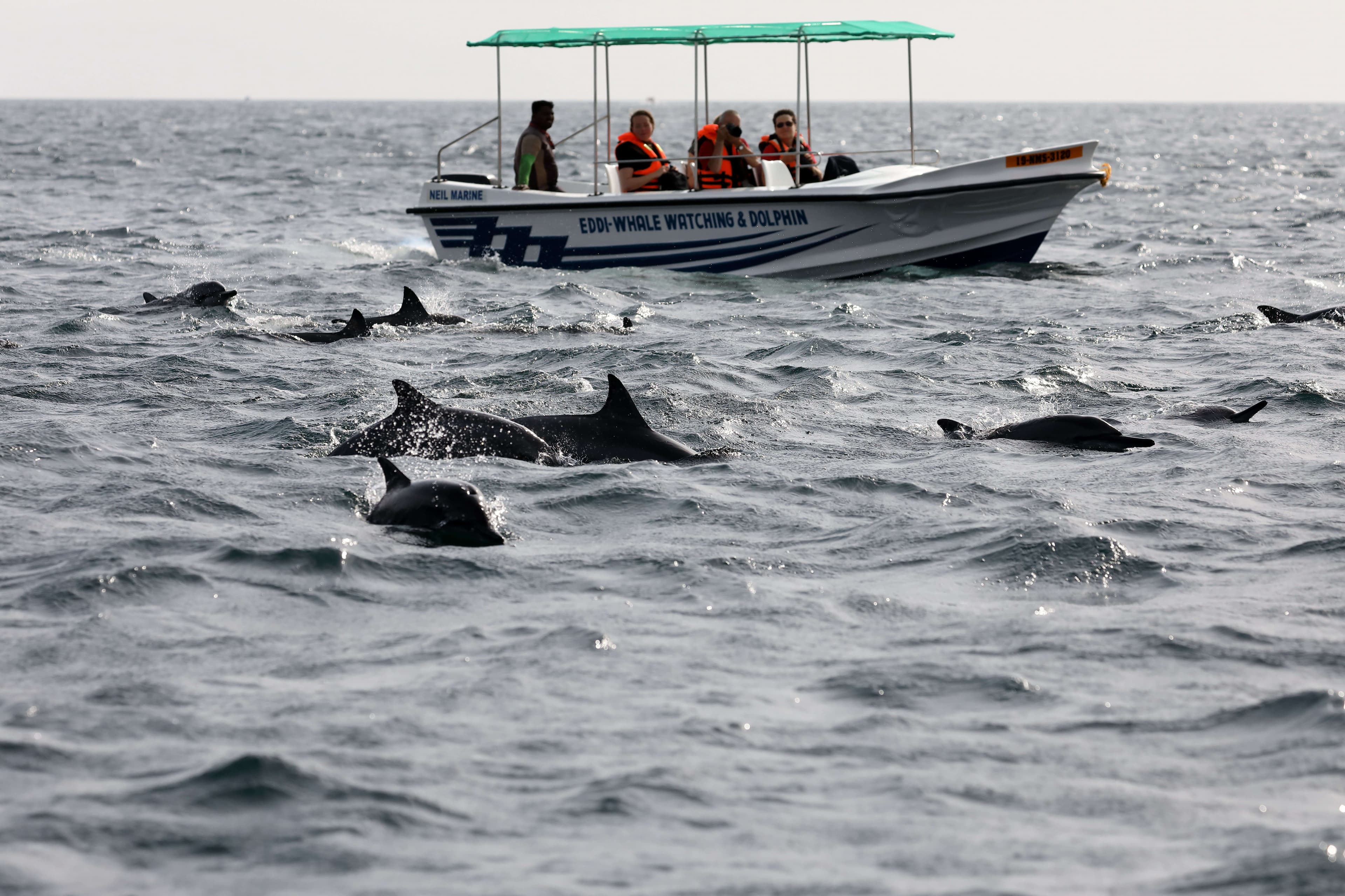 一个旅游团在斯里兰卡卡尔皮蒂耶的船上近距离观察鲸鱼和海豚