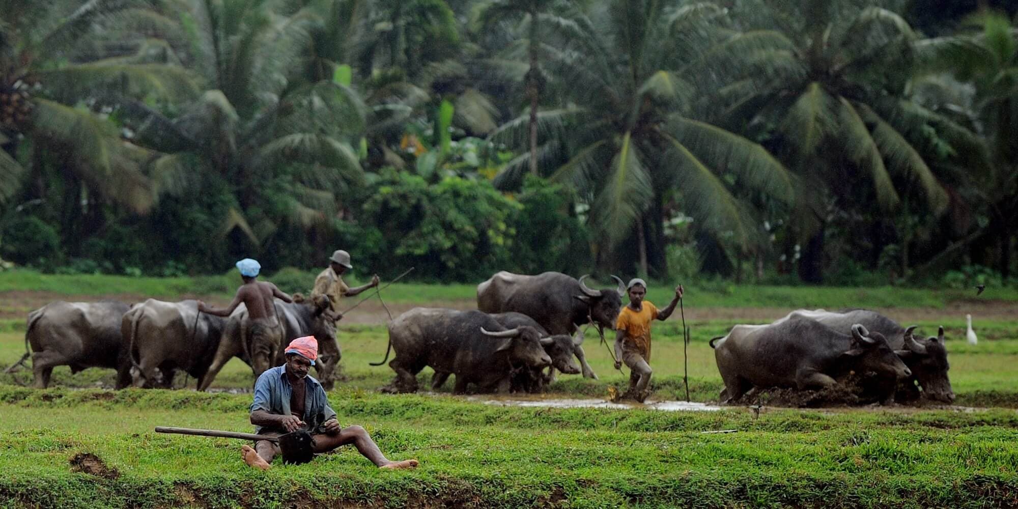 Фермеры обрабатывают рисовое поле с быками в Бакамуна, Шри-Ланка.