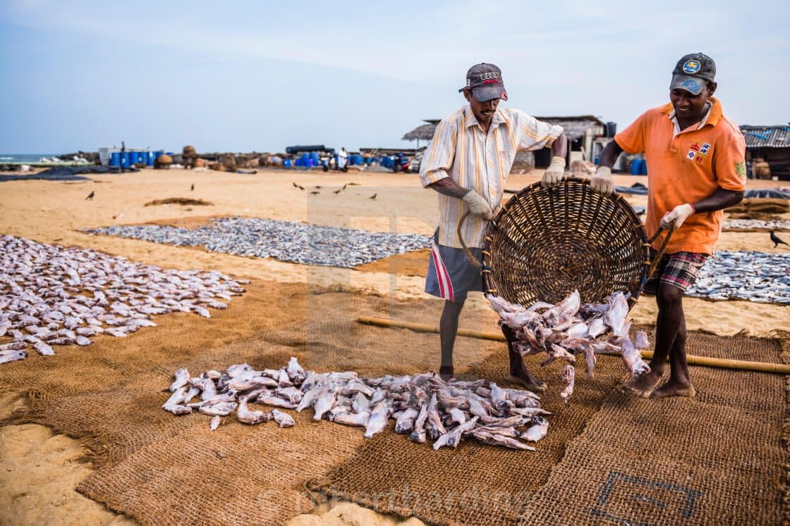 Двое мужчин перерабатывают рыбу, чтобы сделать вяленую рыбу на пляже Негомбо, Шри-Ланка.