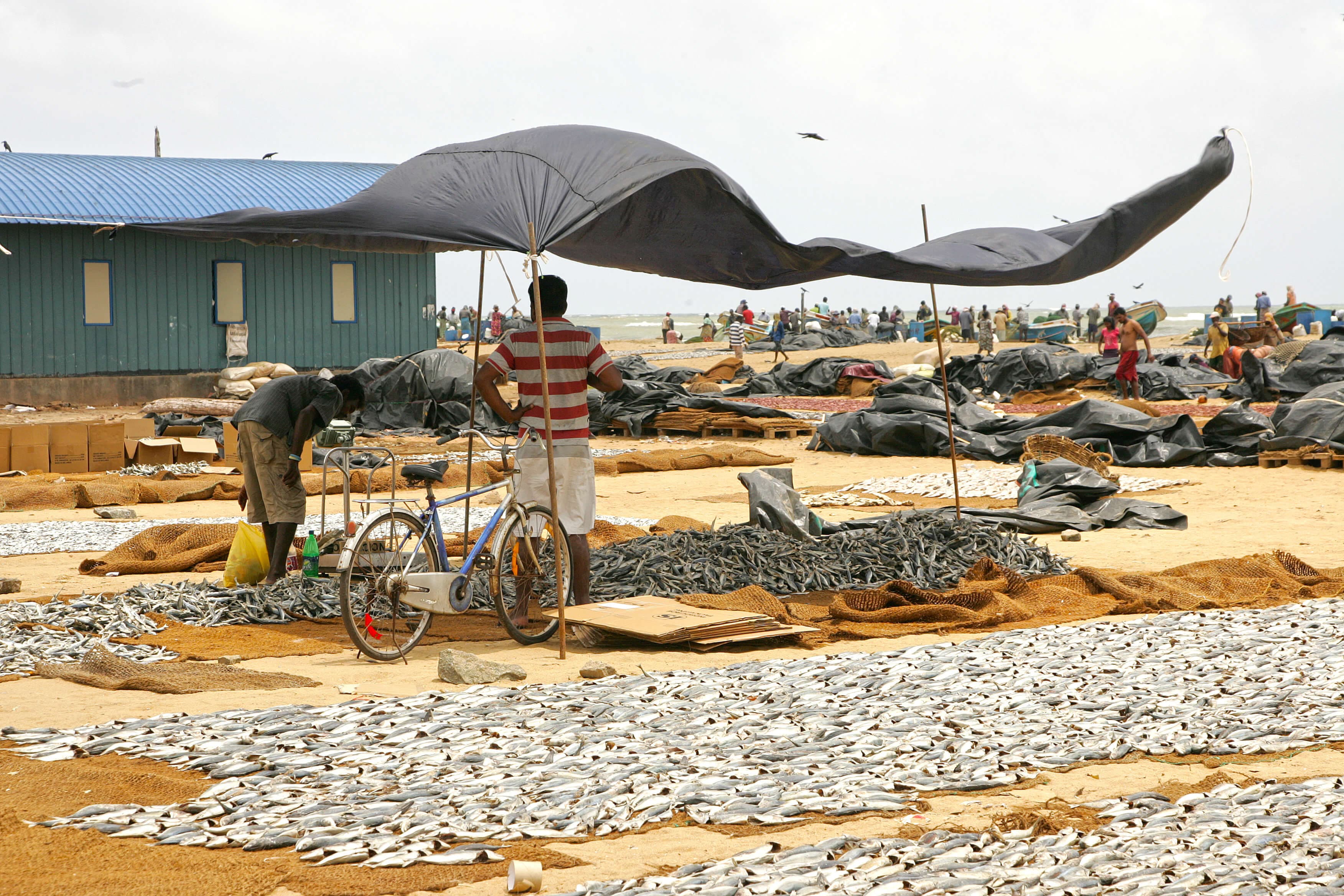 Una vista de hacer pescados salados en la playa de Negombo Sri Lanka
