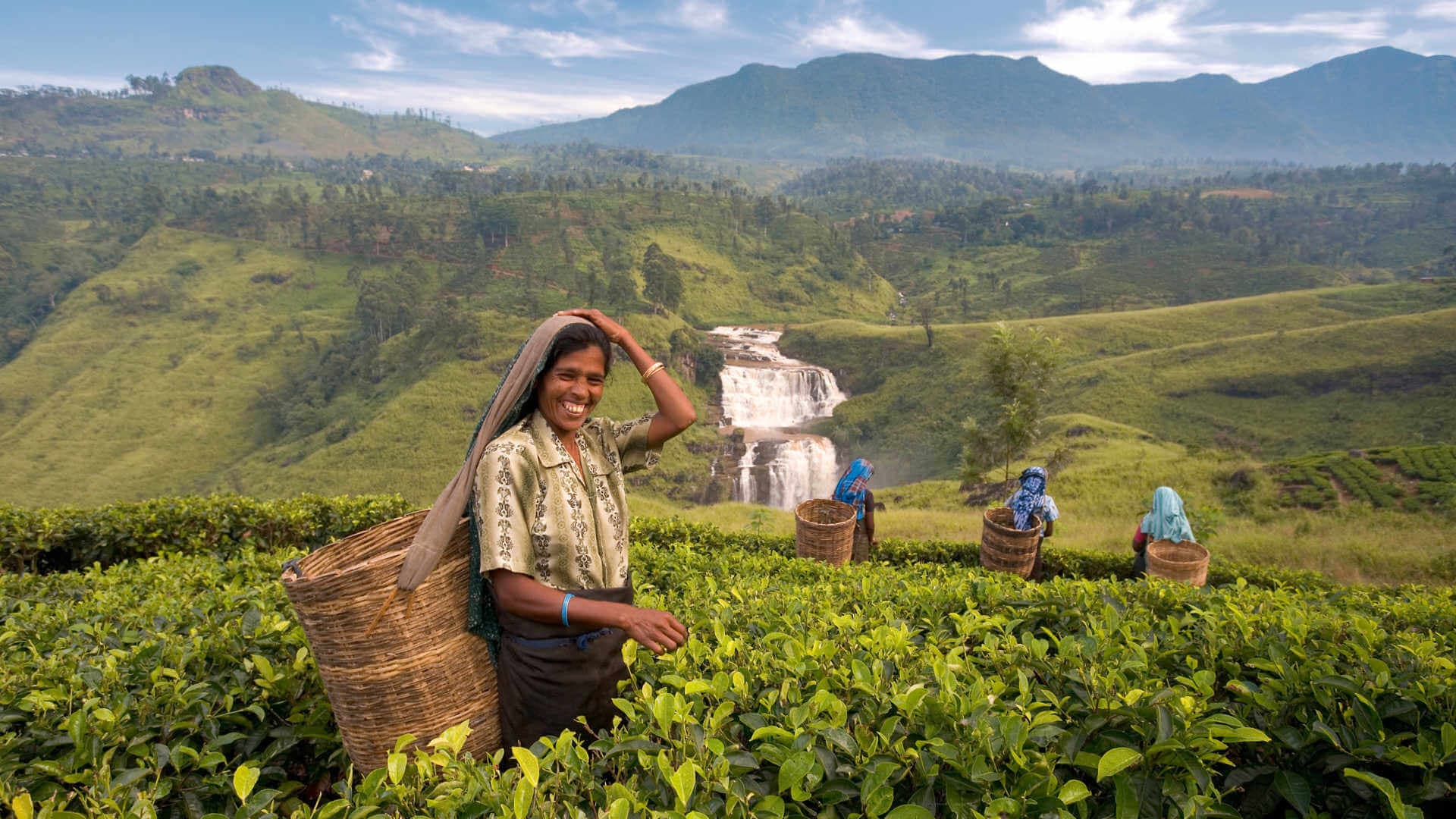 Ein Foto von einheimischen Teepflückerinnen in Kandy, Sri Lanka