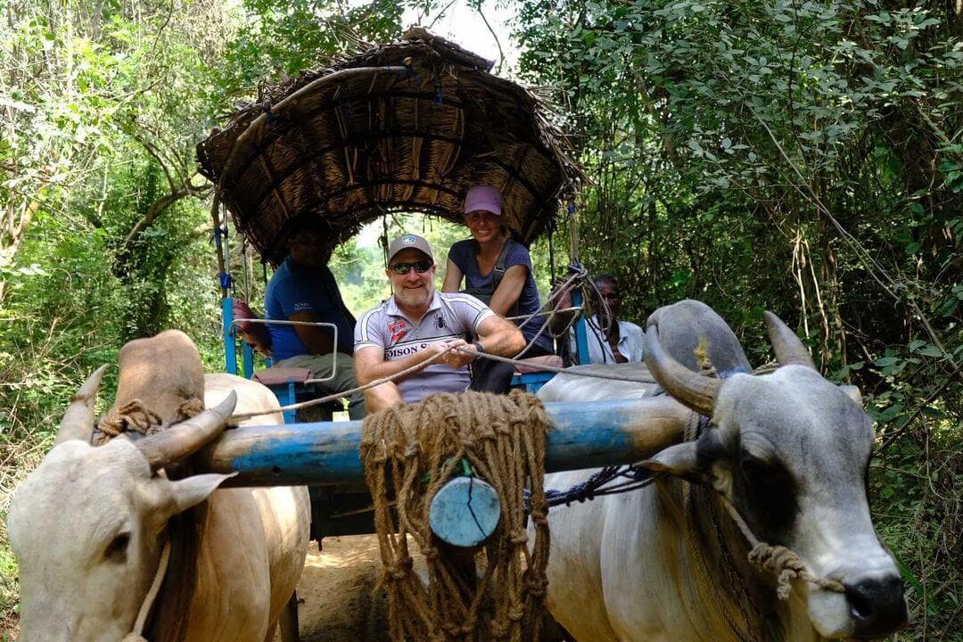 Die Touristen sammeln Erfahrungen mit einer Ochsenkarrentour in der Region Sigiriya in Sri Lanka
