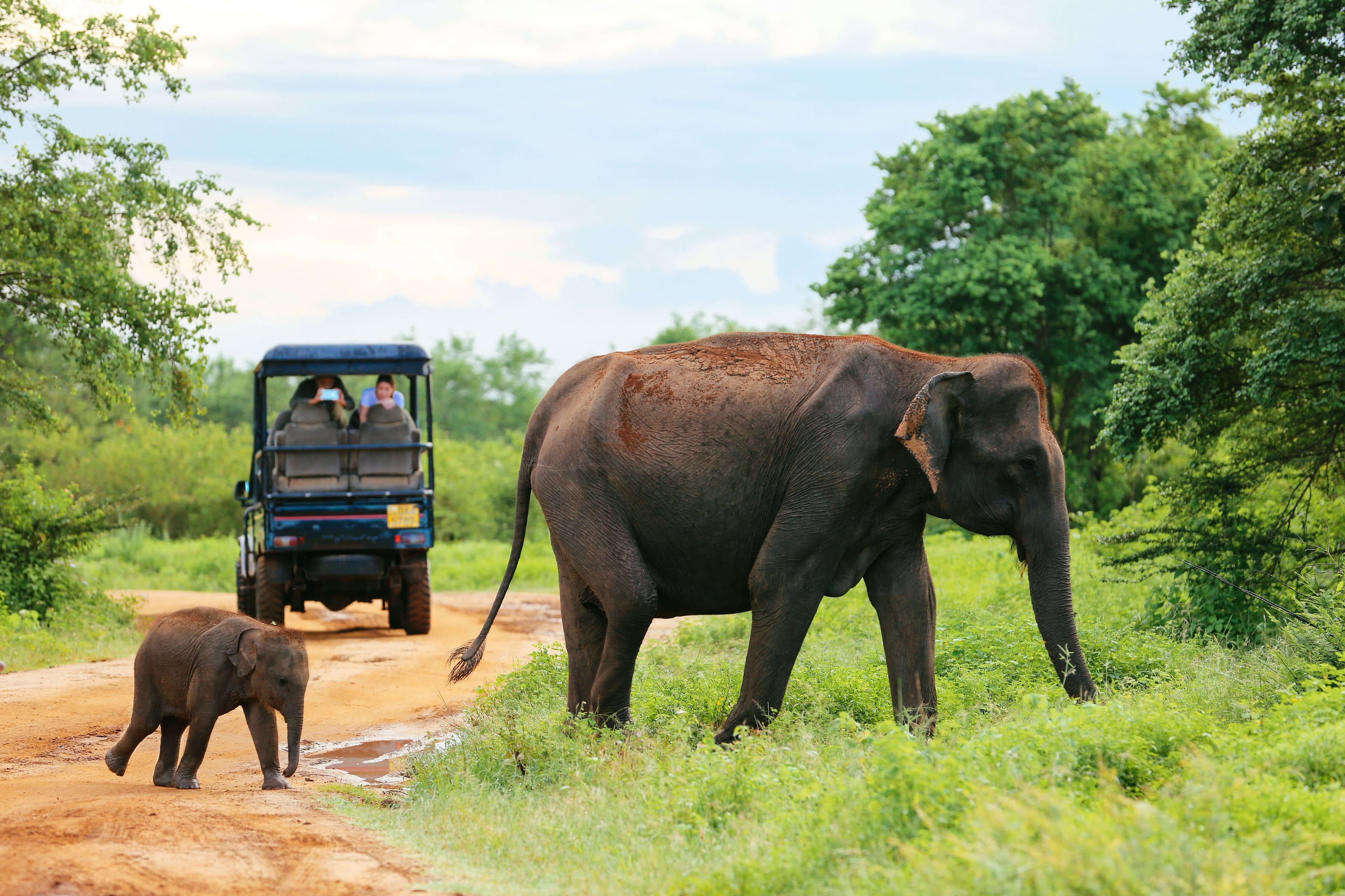 Elefantenbaby mit Mama im Minneriya Nationalpark Sri Lanka