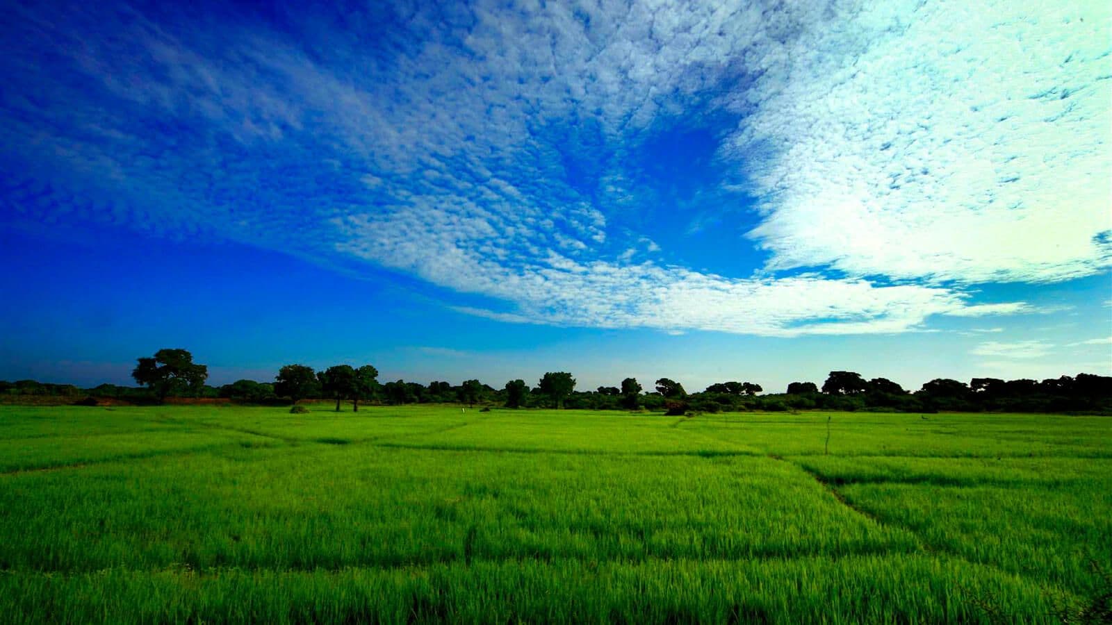 دليل على نظام الري القديم ونظام زراعة الأرز في سري لانكا
