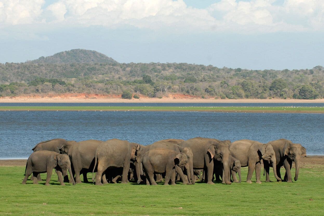 Una vista del enorme grupo de elefantes en los límites del parque nacional en Wasgamuwa y Angammadilla Sri Lanka