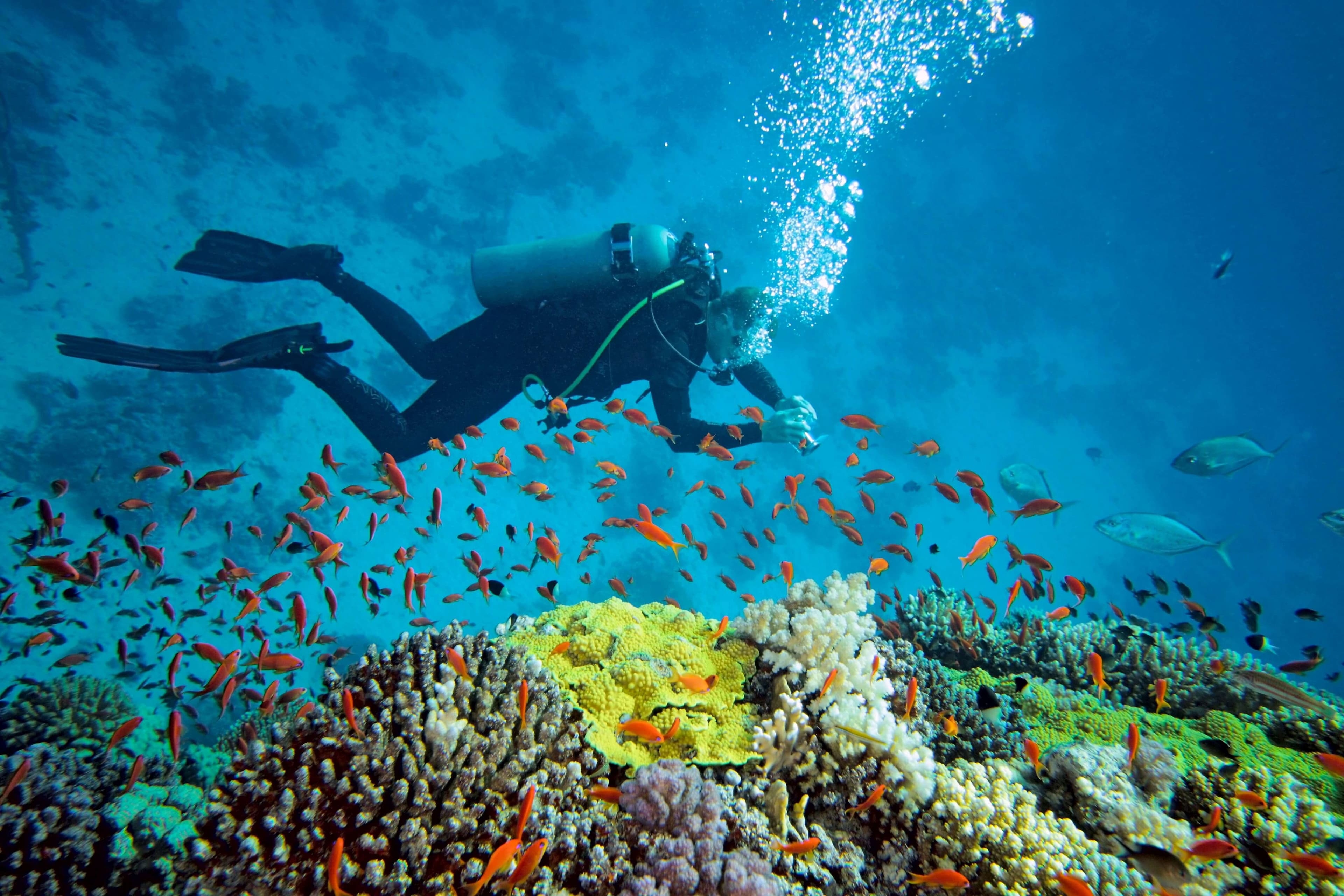 Дайвер ныряет под воду с кучей рыб в море Негомбо Шри-Ланка