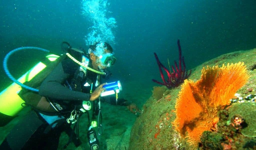 Исследование рифа желтого цвета и рифа пурпурного цвета