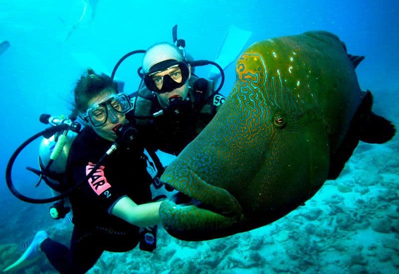 两名潜水员在斯里兰卡本托塔海触摸一条五颜六色的大鱼