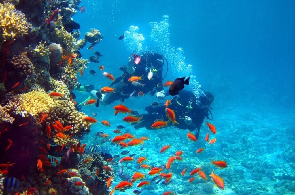 Подводное плавание с разноцветными рыбками, исследующими красивый риф в Тринкомали, Шри-Ланка