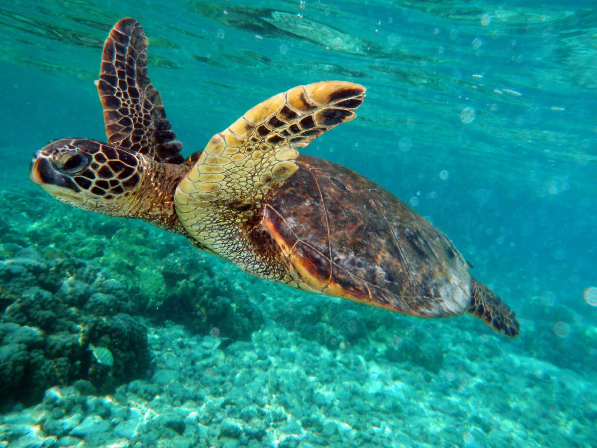 Морская черепаха плавает в море в Тринкомали, Шри-Ланка.