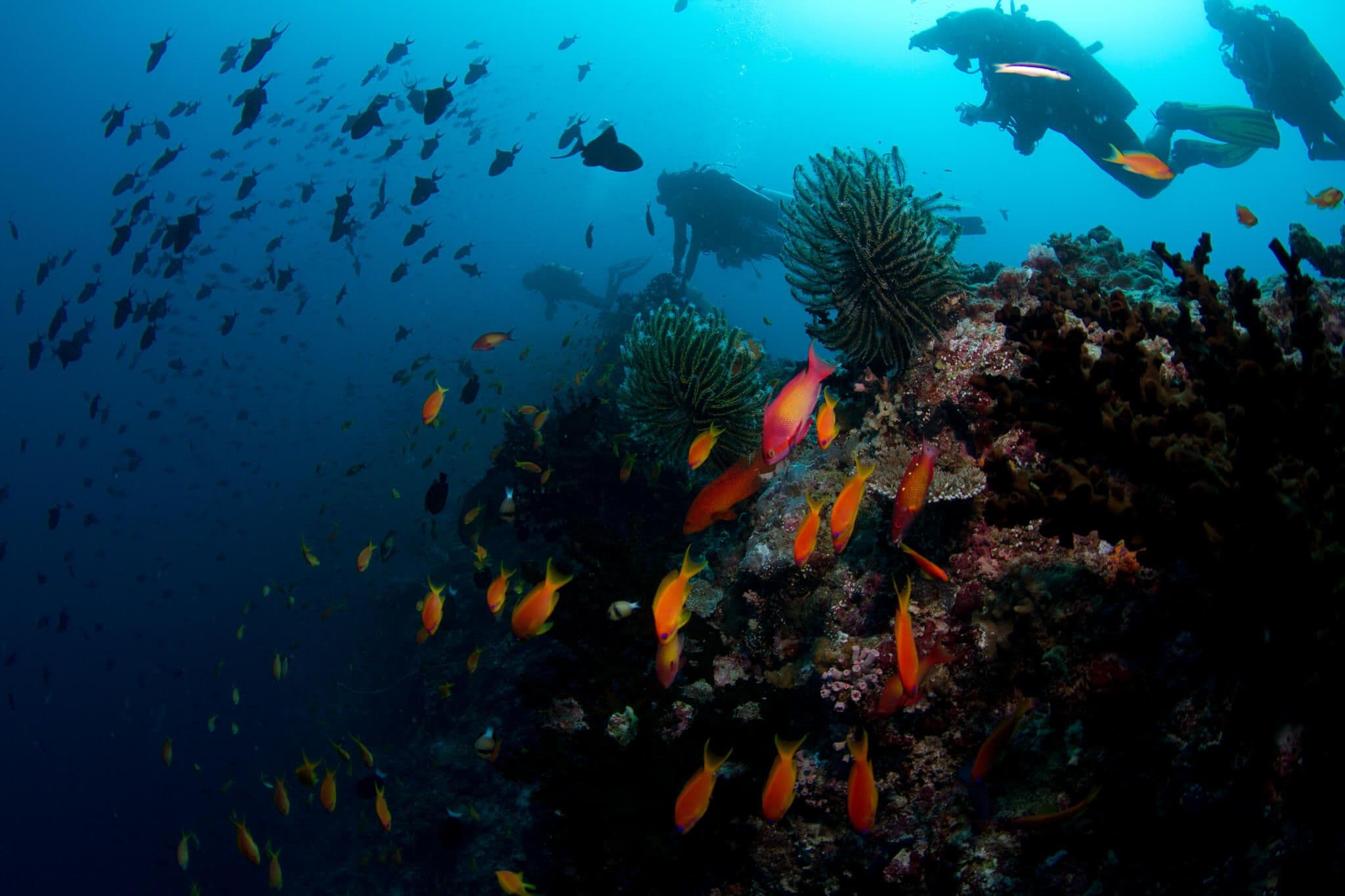 So viele bunte Fische schwimmen im blauen Meer Trincomalee Sri Lanka