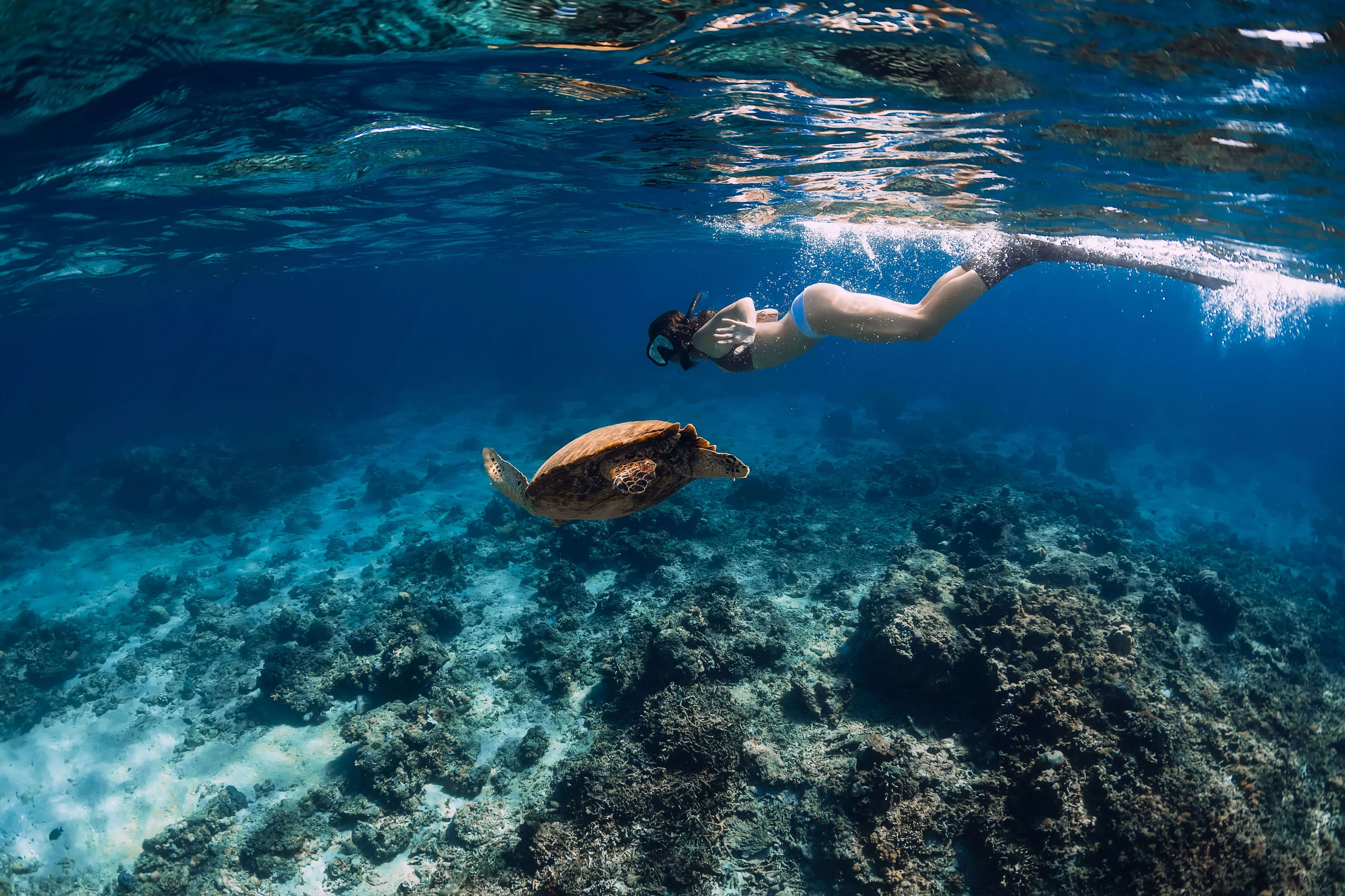 斯里兰卡加勒有鳍的女人和大海龟一起在水下游泳
