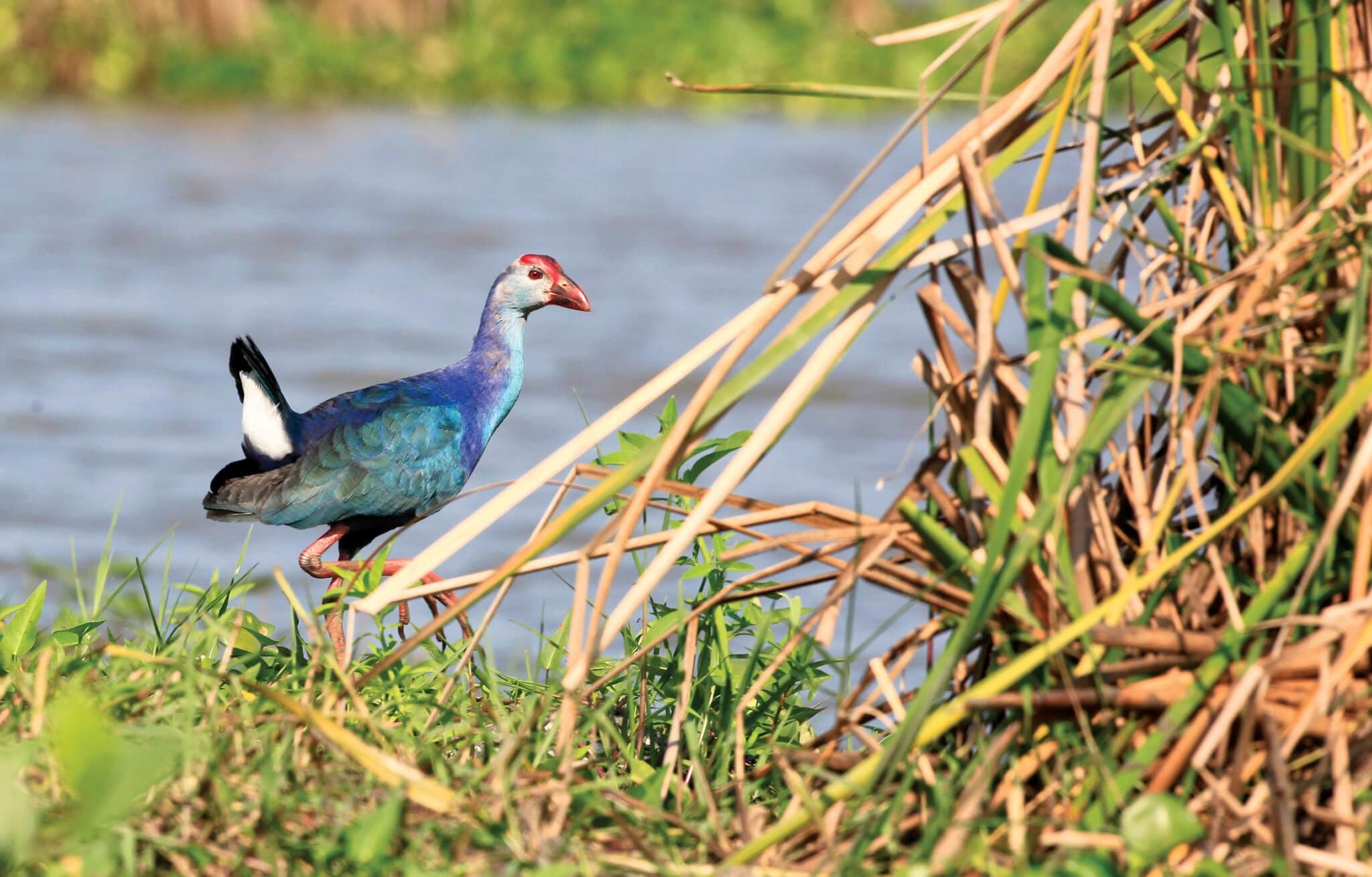 Фотография Western Swamphen в птичьем заповеднике Каламетия на Шри-Ланке.