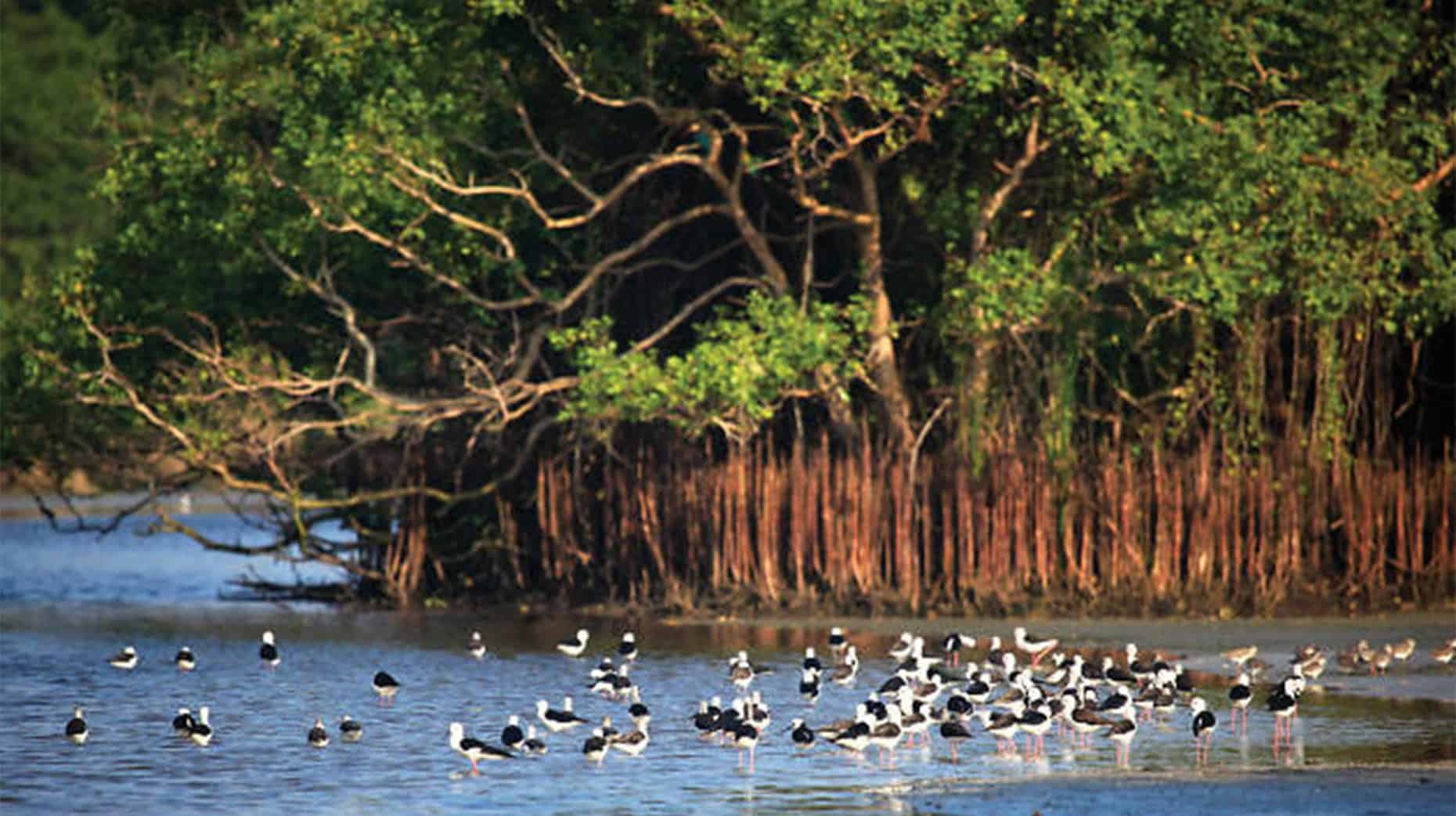 Varias especies de aves en manglares en Tangalle Sri Lanka