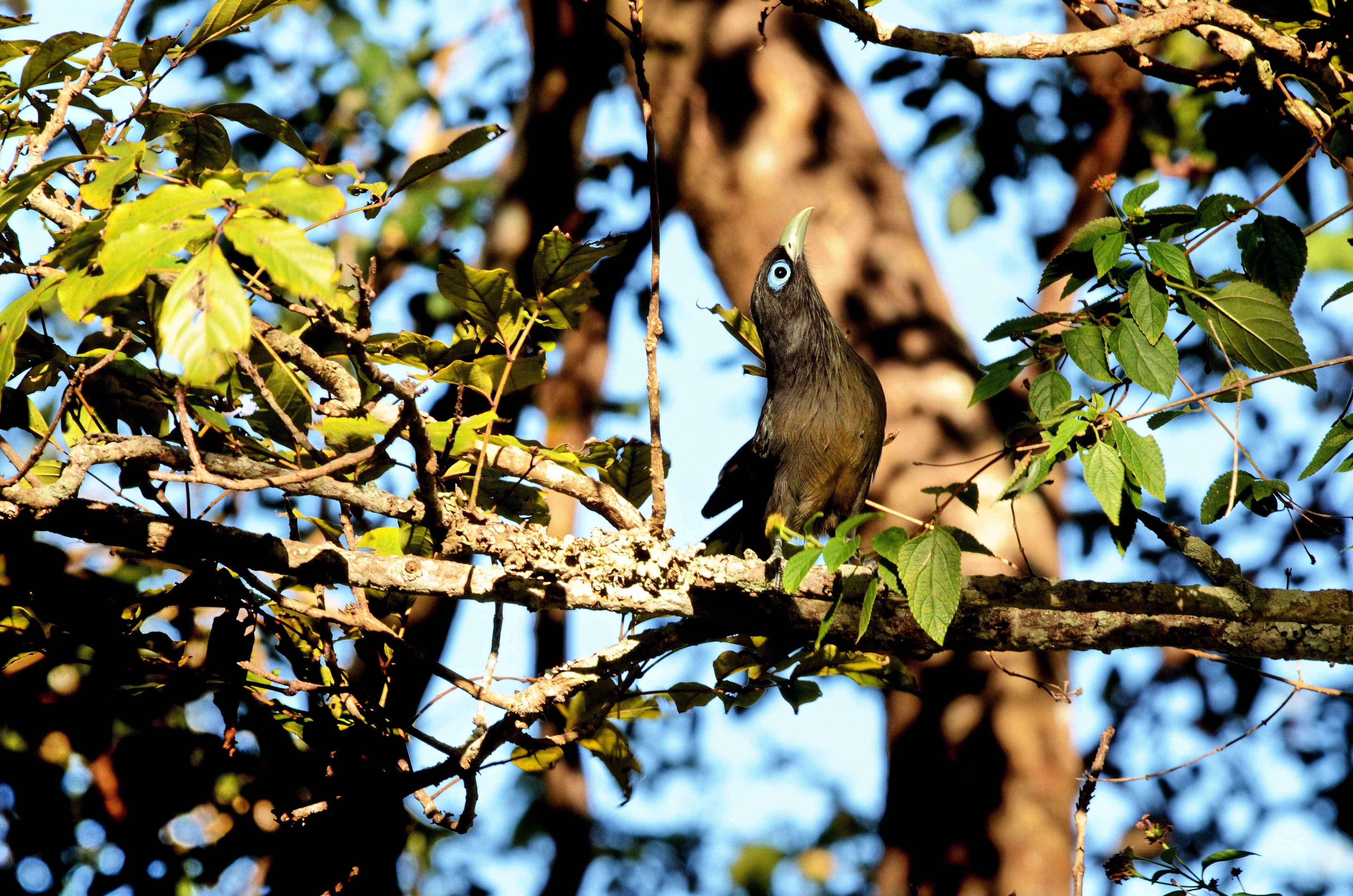 Una vista de malkoha de cara azul en el santuario de aves Kalametiya Tangalle Sri Lanka