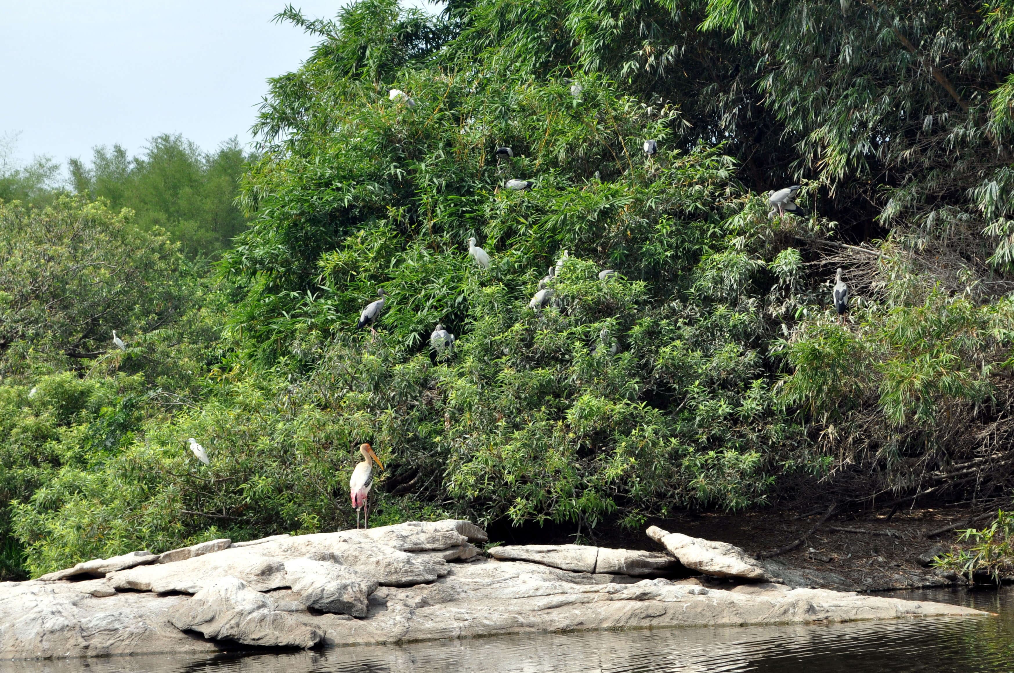 Una vista de varias aves en un entorno natural en Tangalle Sri Lanka