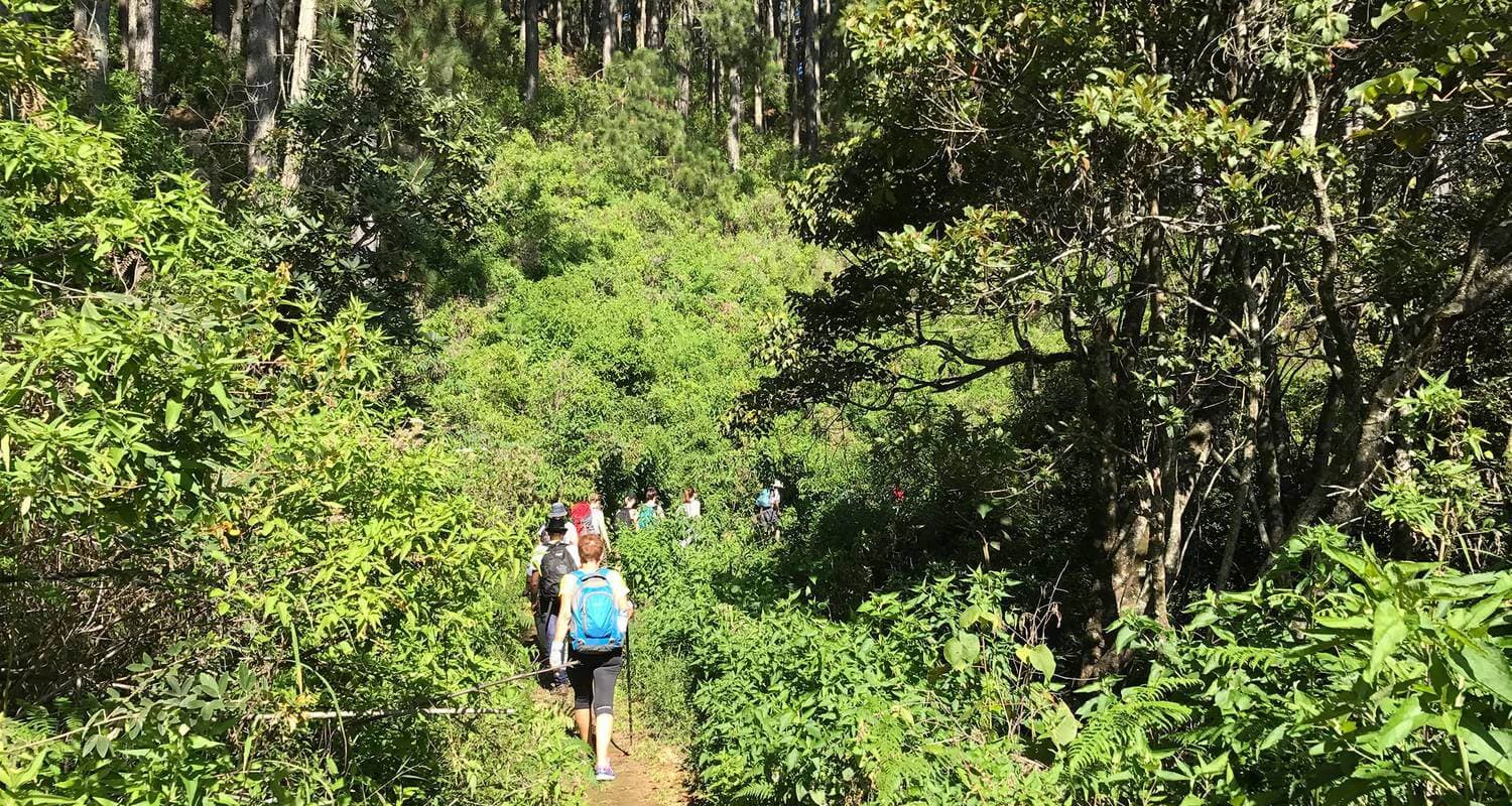 فريق سياحي يتجول في غابة مفاصل في سريلانكا