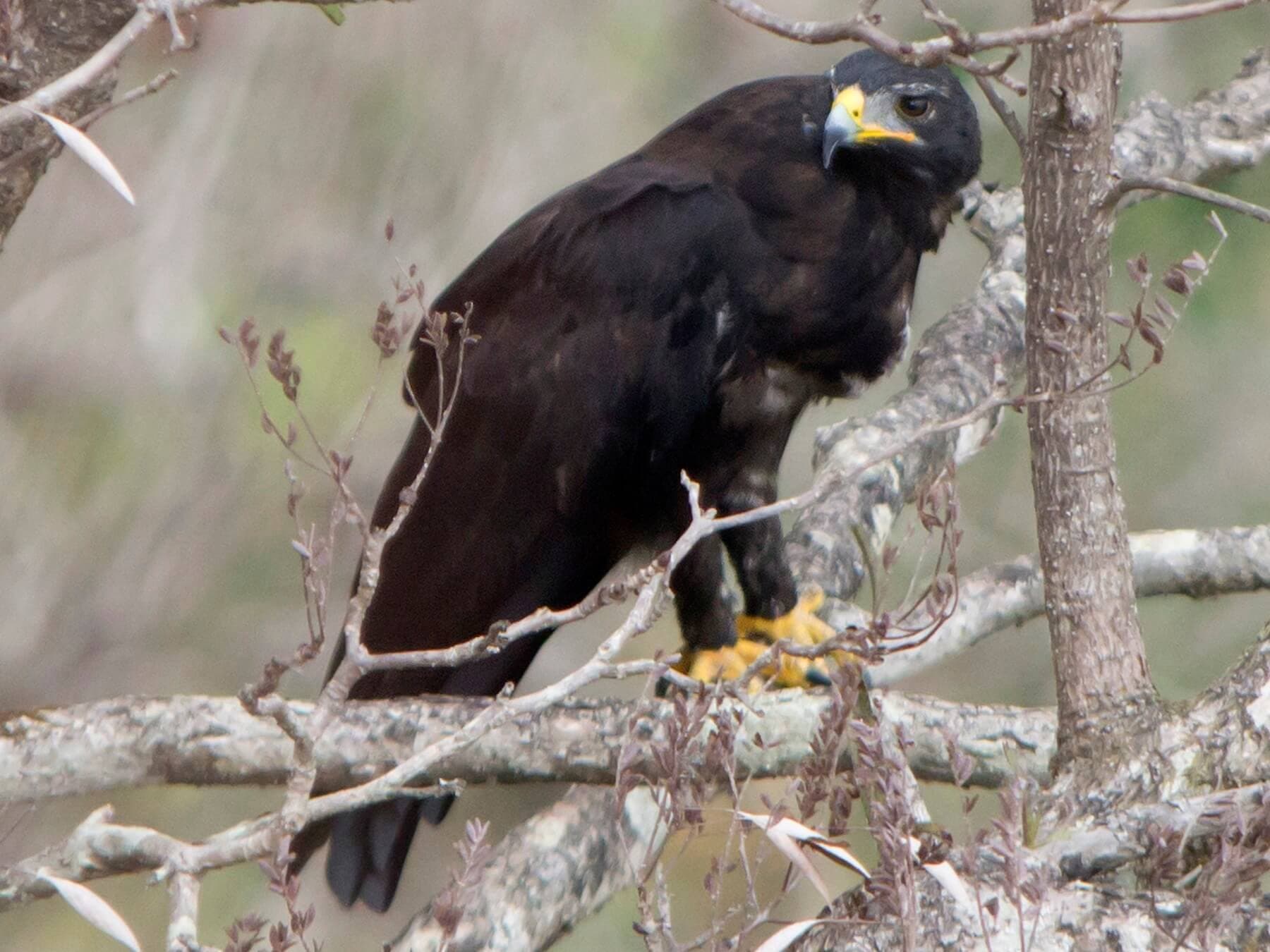 Ein Foto des endemischen Vogels Schwarzer Adler im Makanadawa-Wald Kithulgala Sri Lanka
