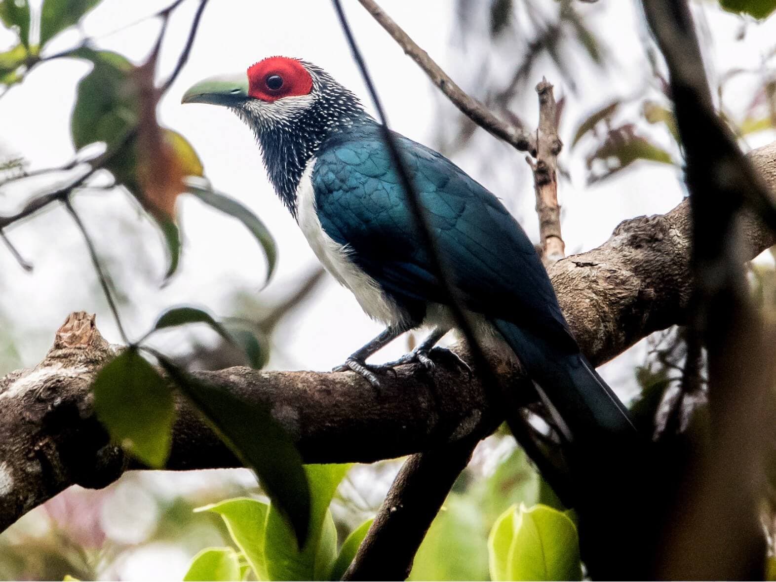 Ein Blick auf den endemischen Vogel Red Faced Malkoha im Regenwald von Kithulgala in Sri Lanka