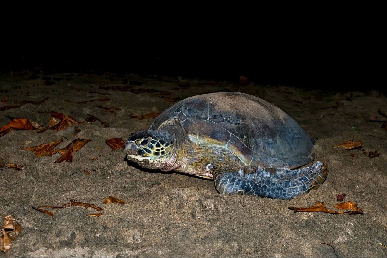 Una tortuga marina va al mar después de poner huevos en la noche.