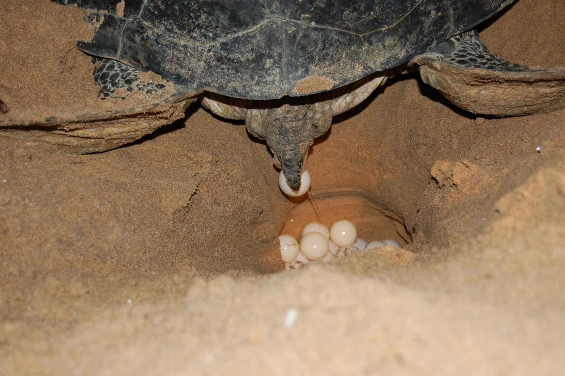 Ein seltenes Foto einer Meeresschildkröte, die am Rekawa-Strand in Sri Lanka Eier legt