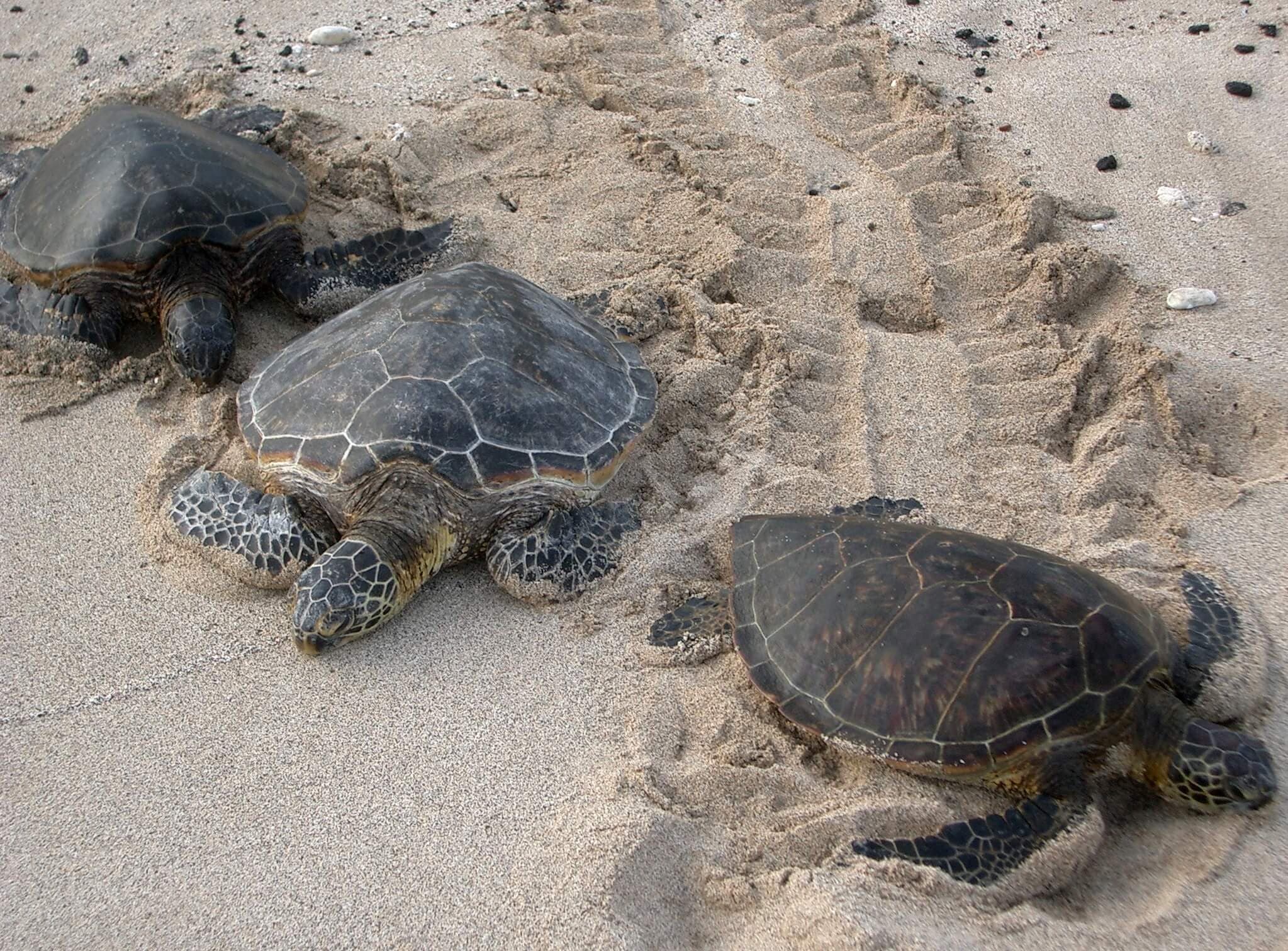 Фотография трех видов морских черепах в Тангалле, Шри-Ланка.