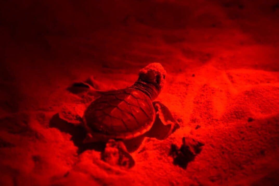Una vista nocturna de una tortuga marina en la playa en Tangalle Sri Lanka