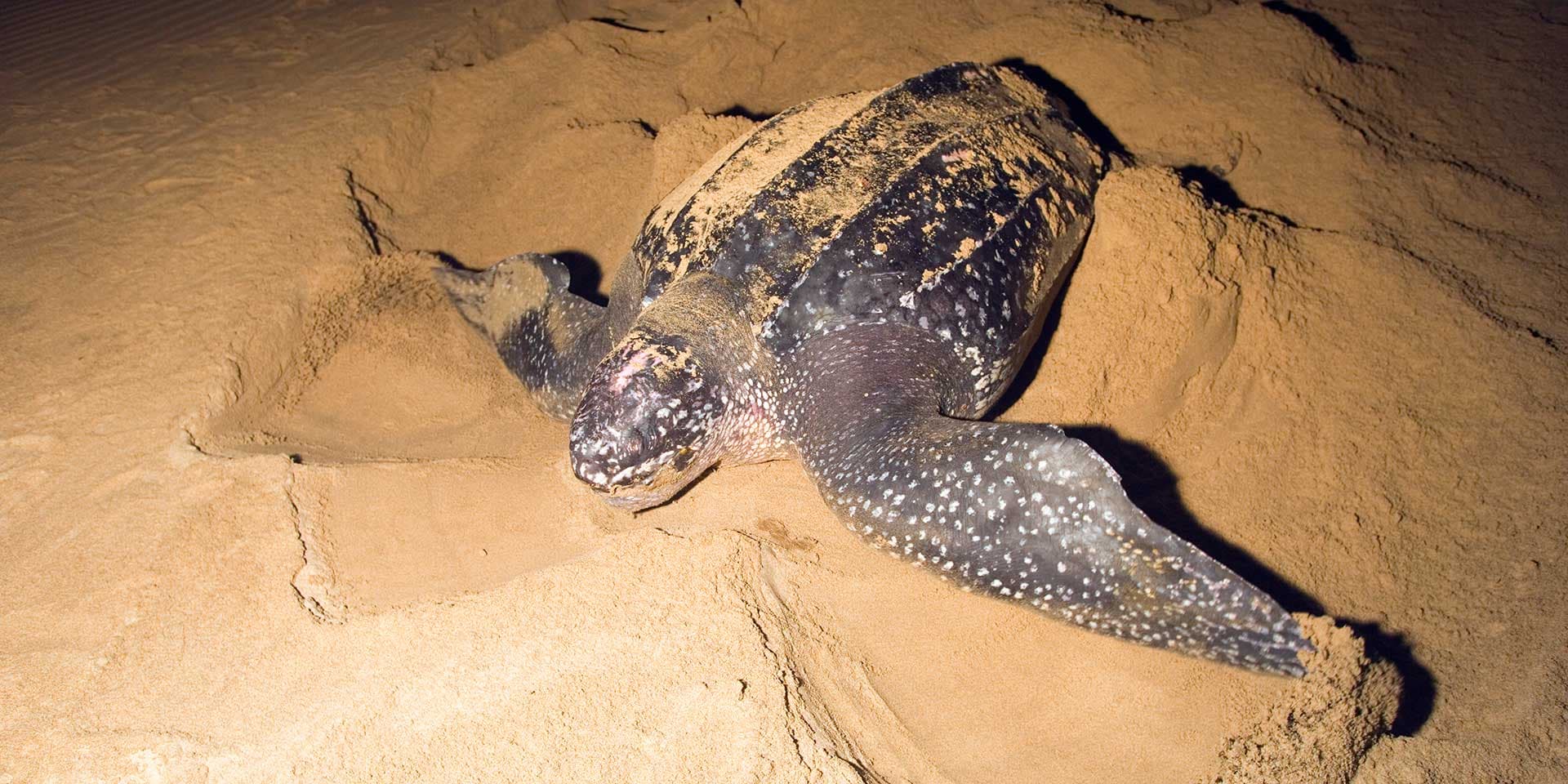 Фото кожистой черепахи на пляже Тангалле, Шри-Ланка.