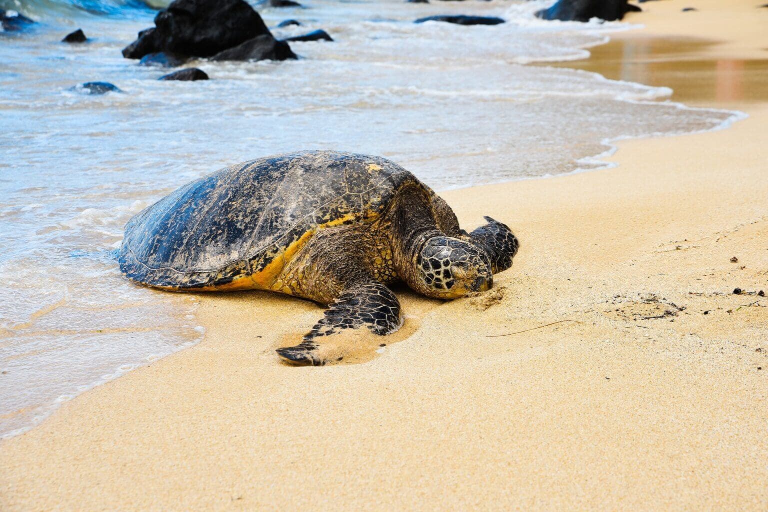 Hermosa vista de la tortuga Olive Ridley en Rekawa Beach en Sri Lanka