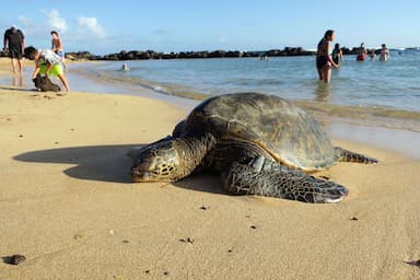 Eine riesige Meeresschildkröte am Strand von Tangalle in Sri Lanka