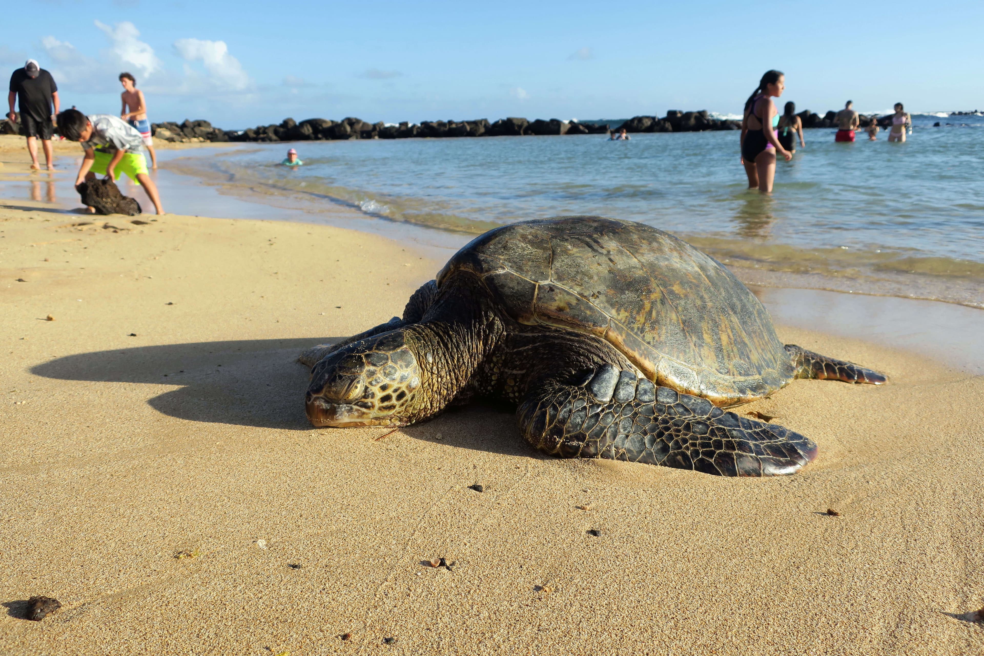 Eine riesige Meeresschildkröte am Strand von Tangalle in Sri Lanka