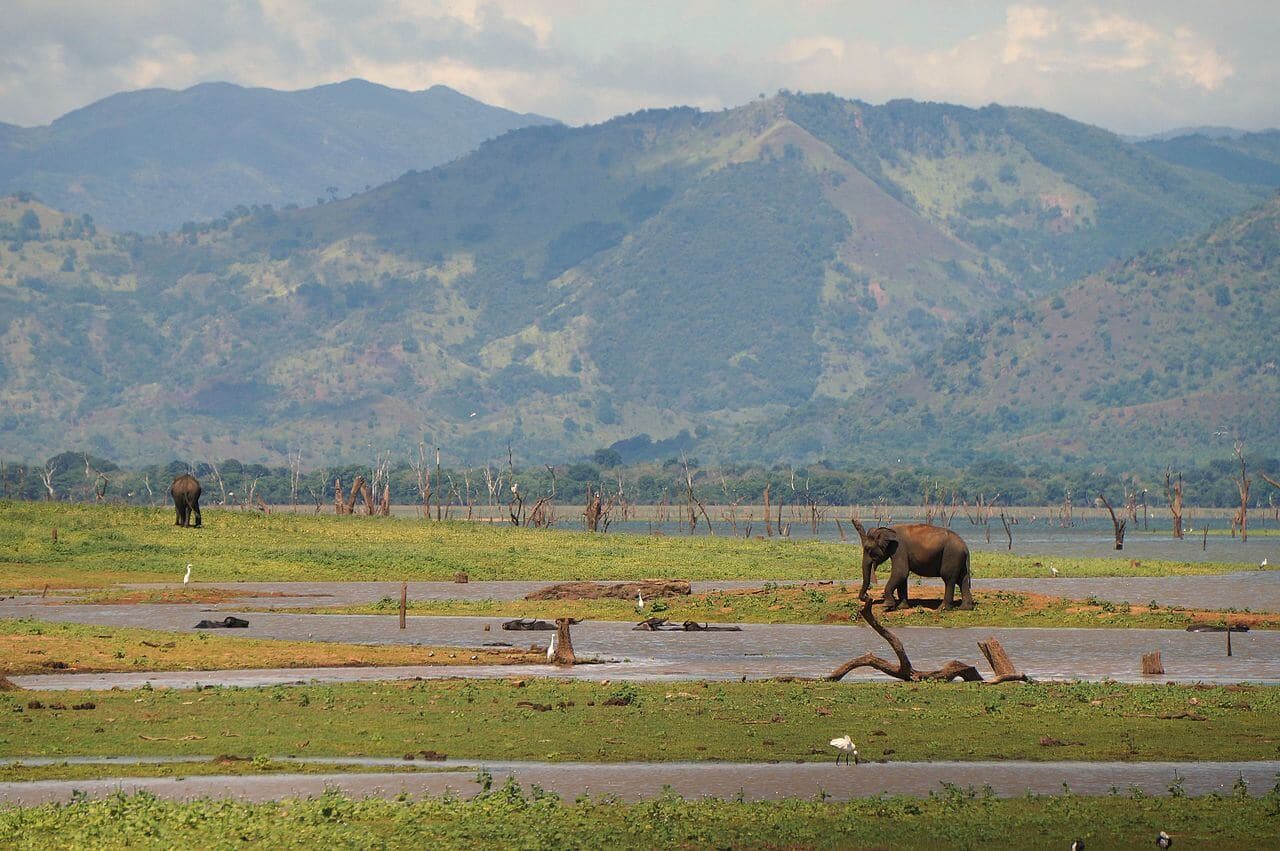 Ein Blick auf Elefanten in der Nähe des nationalen Puffers von Udawalawe
