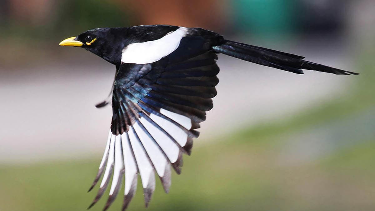 Фото птицы Желтоклювая сорока можно увидеть в районе Удавалаве на Шри-Ланке.