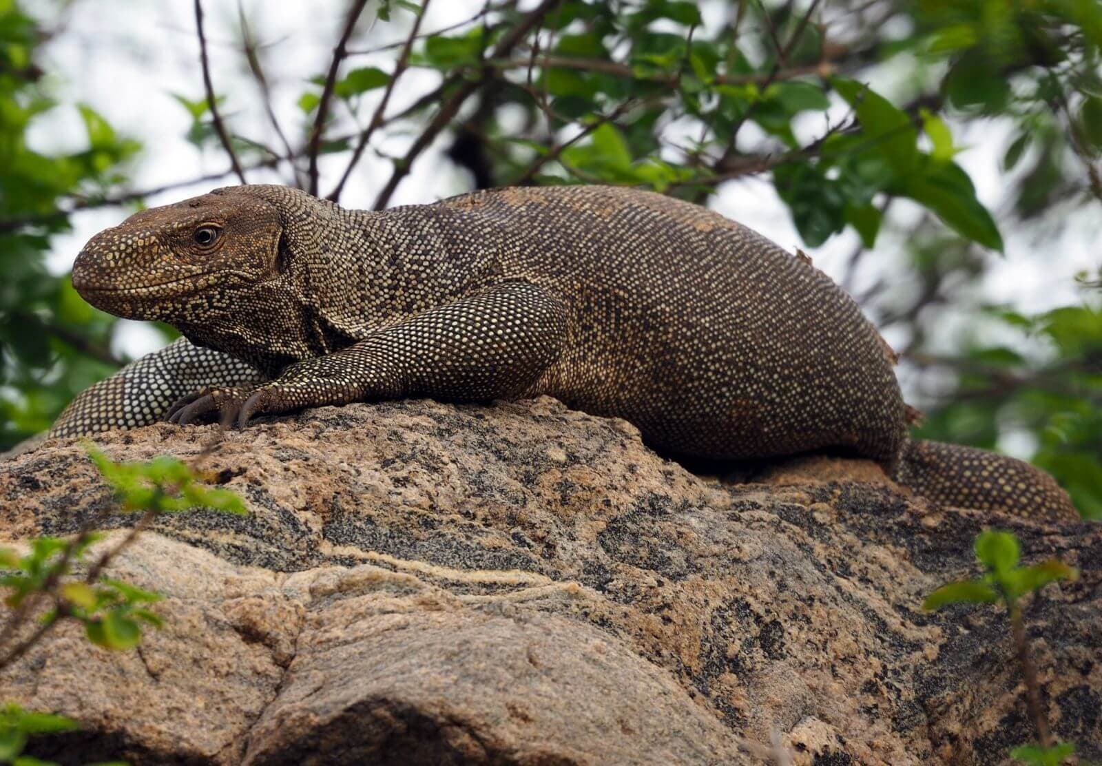 Ein endemisches Tier namens Komodowaran in Udawlawe, Sri Lanka