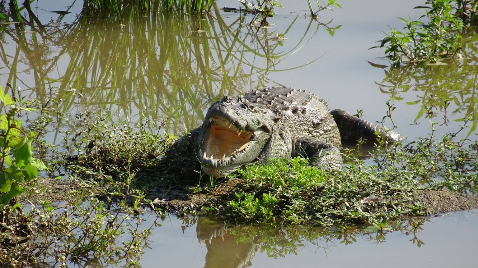 تمساح في مجرى المياه في أوداوالوي سريلانكا