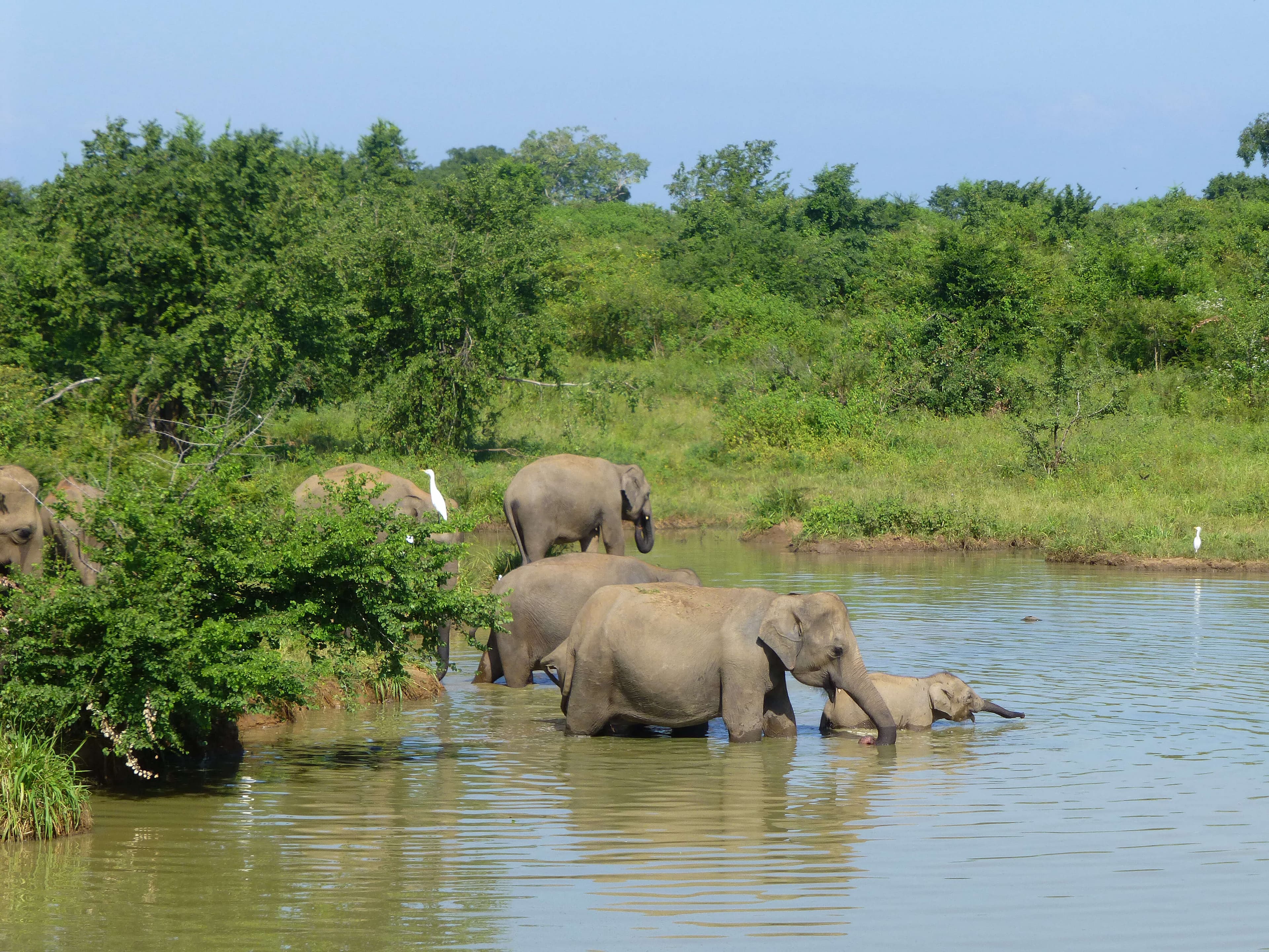 Группа слонов купается в воде в Удавалаве, Шри-Ланка.