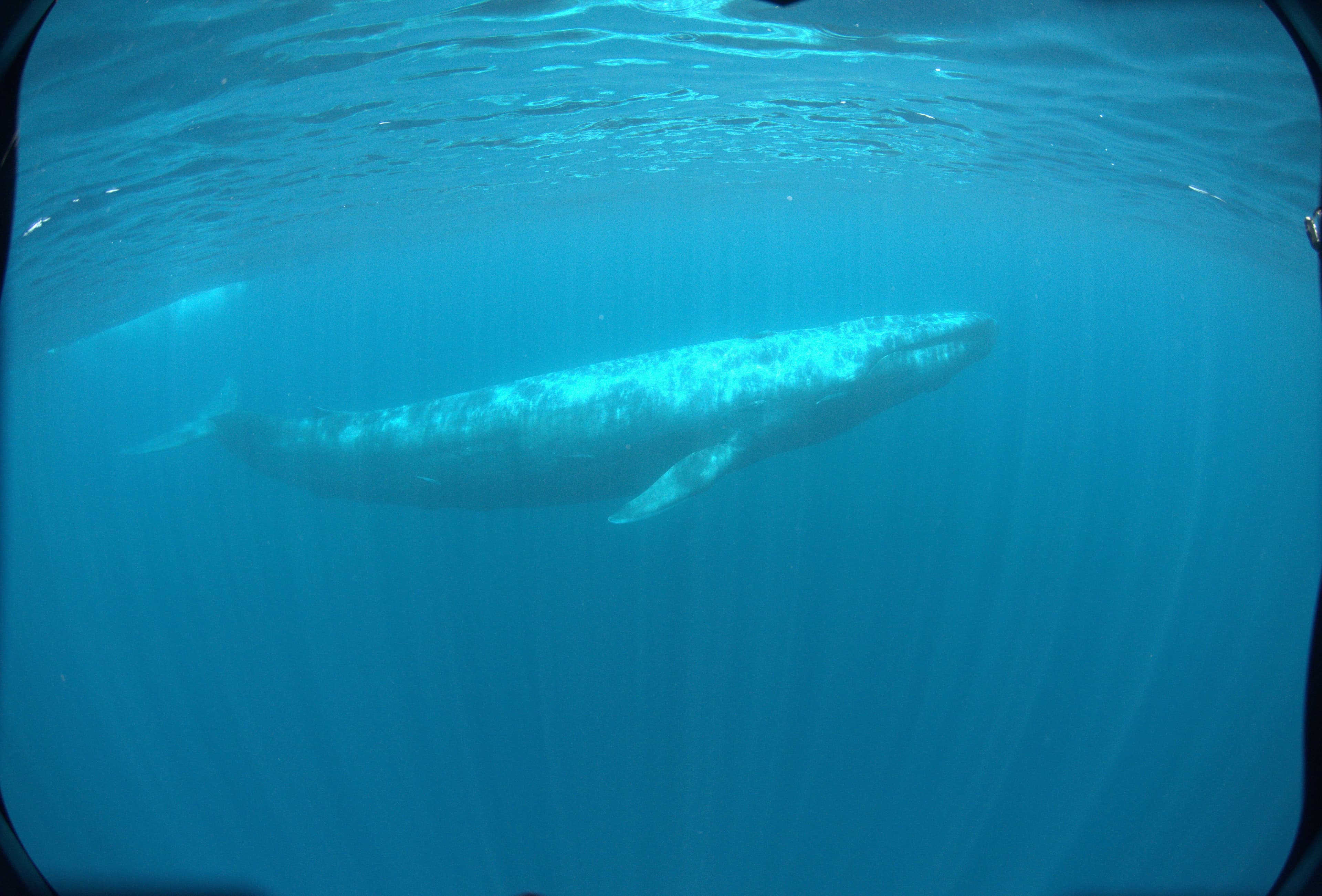 La ballena de Bryde nada en el mar Mirissa Sri Lanka
