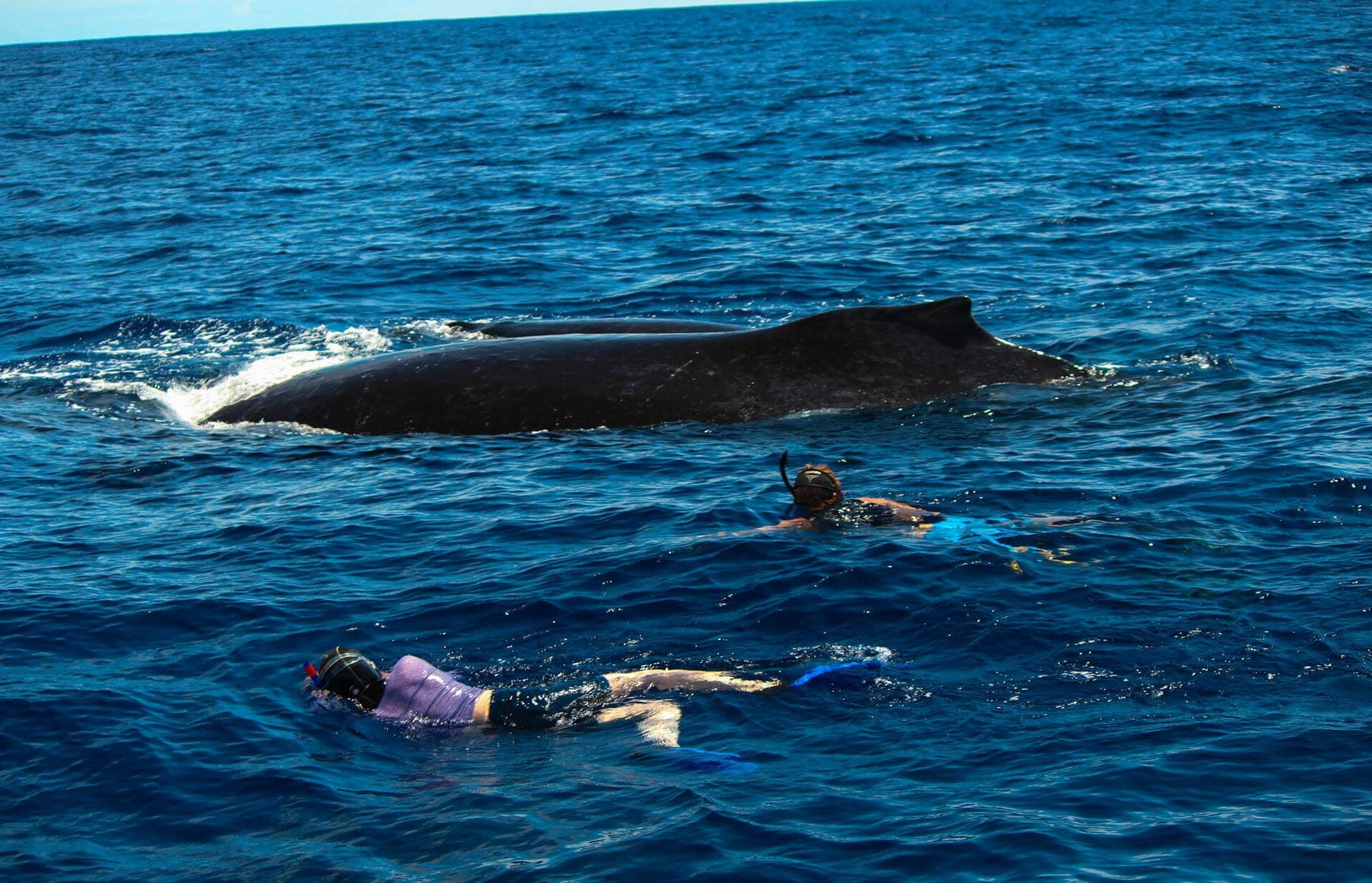 Taucher tauchen mit Finnwalen in der Mirissasee in Sri Lanka