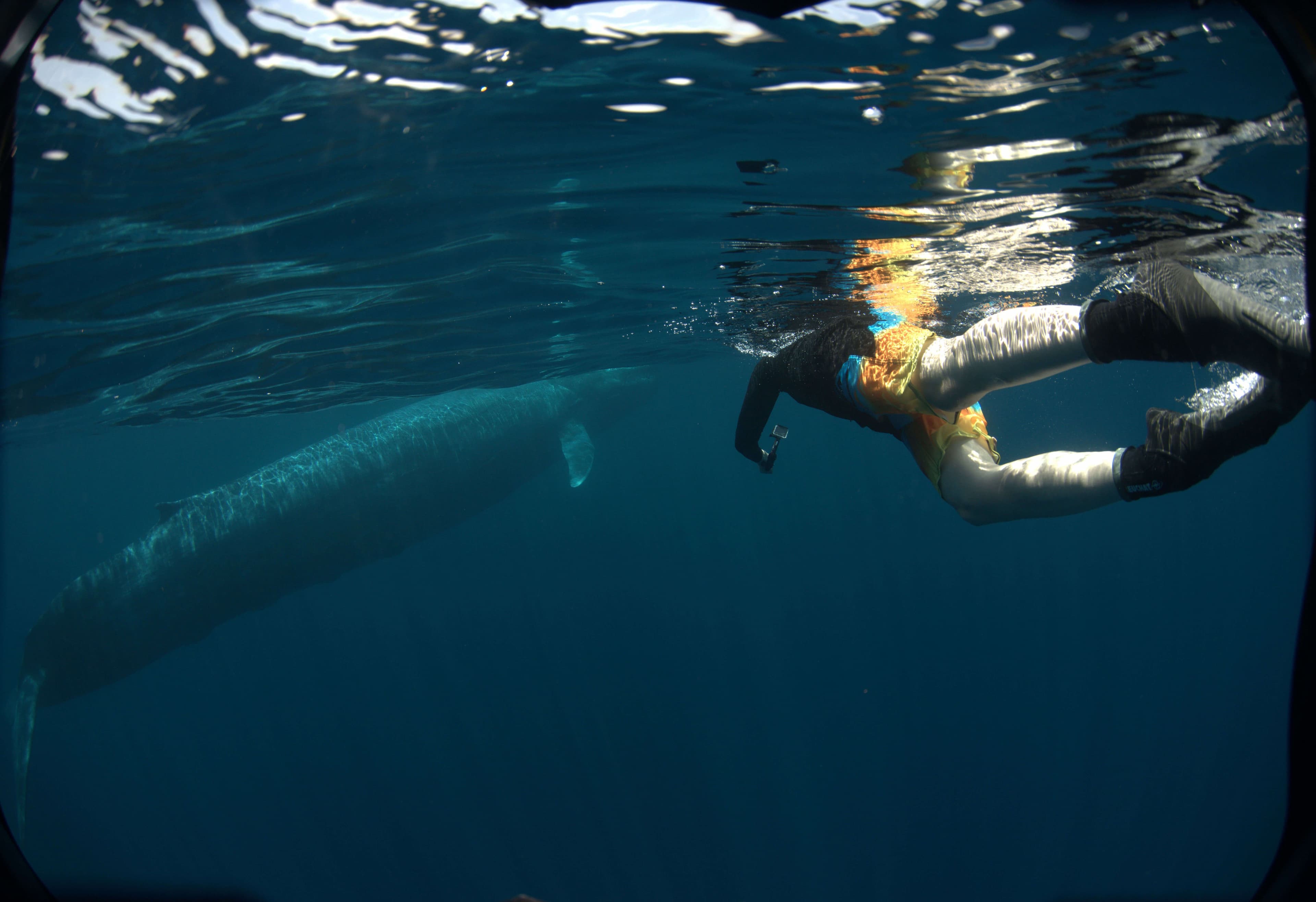 一名潜水员在斯里兰卡米瑞莎附近探索鲸鱼