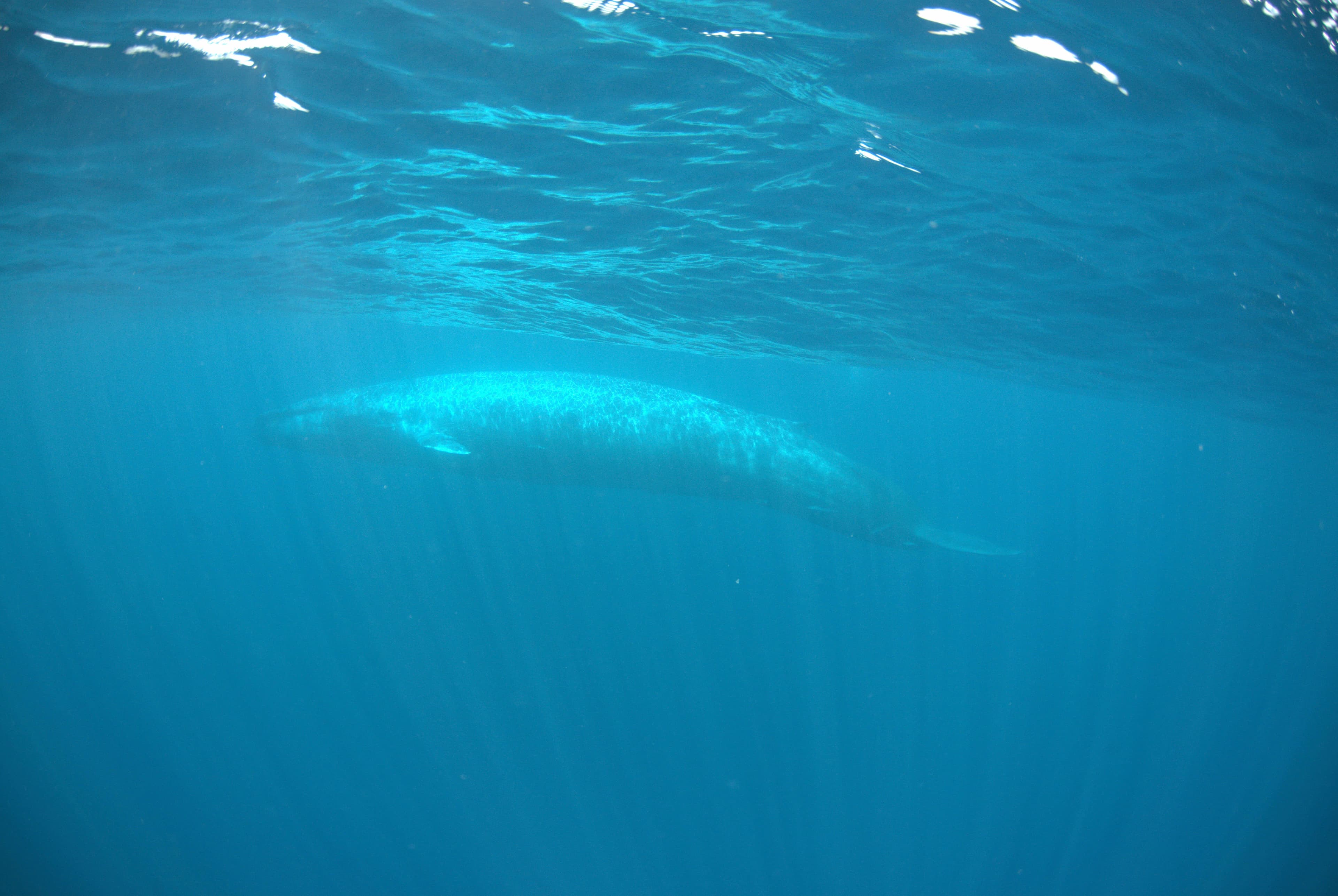 Una ballena nada a la baja en Mirissa