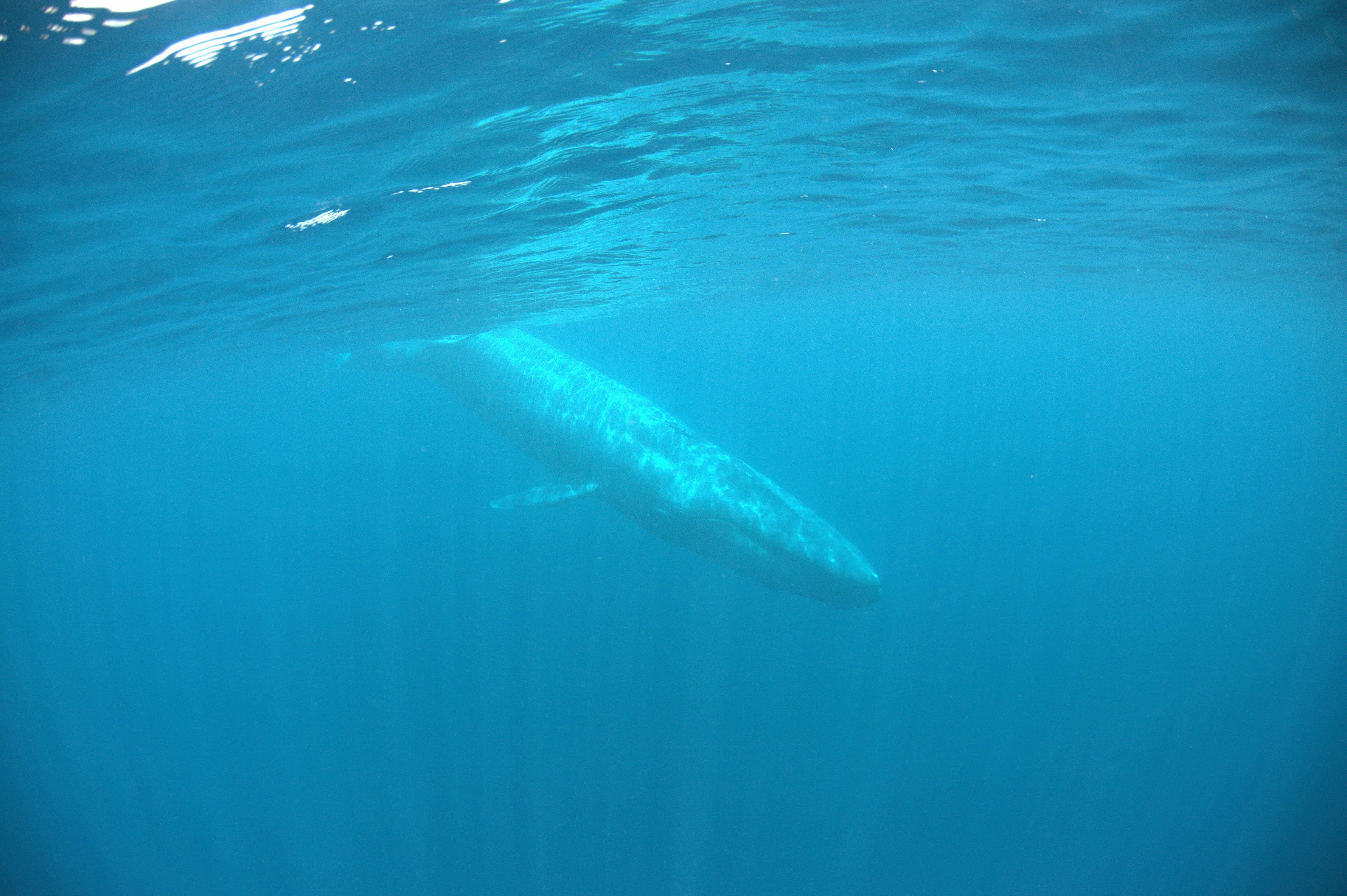 Una ballena se zambulle en el mar en Mirissa Sri Lanka