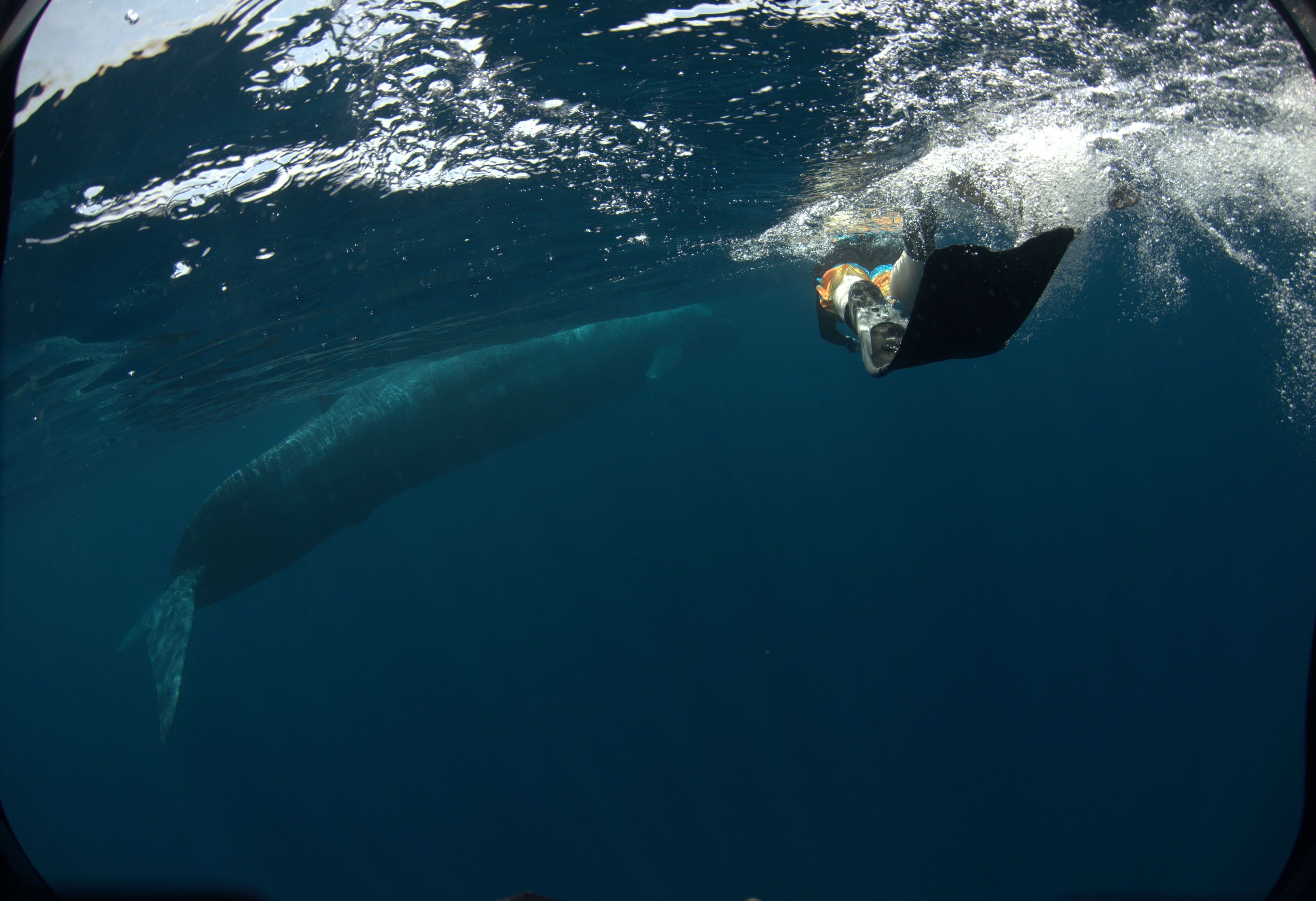 Blick auf einen Tauchertauchgang mit einem Wal beim Waltauchen in Mirissa Sri Lanka