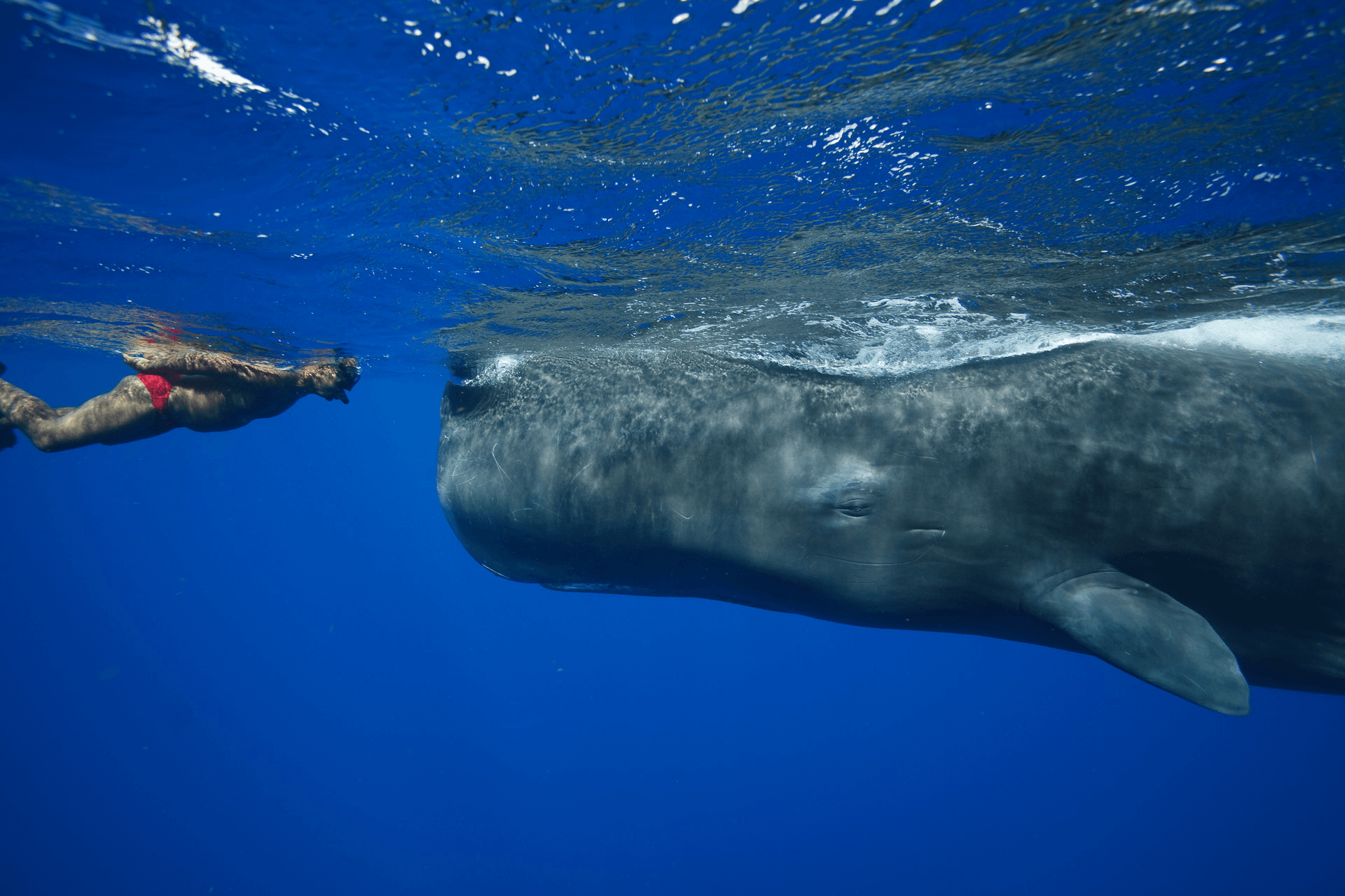 Ein Taucher begegnet einem riesigen Wal von Angesicht zu Angesicht im Meer von Trincomalee in Sri Lanka