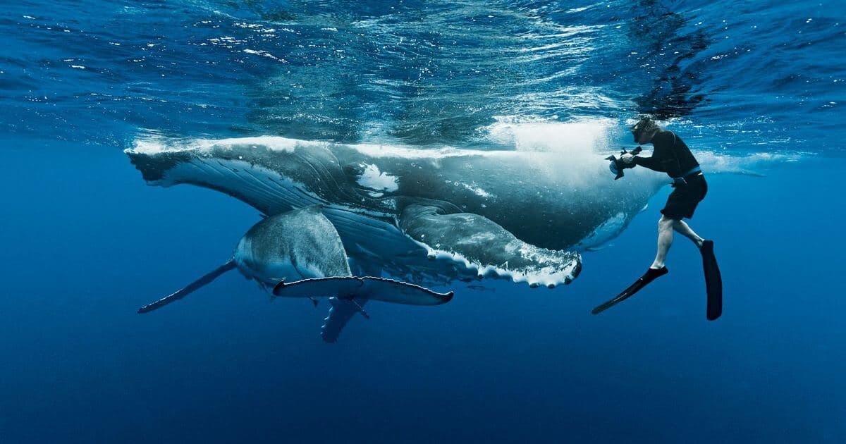 Редкая сцена плавания кита со своим детенышем в море Тринкомали.