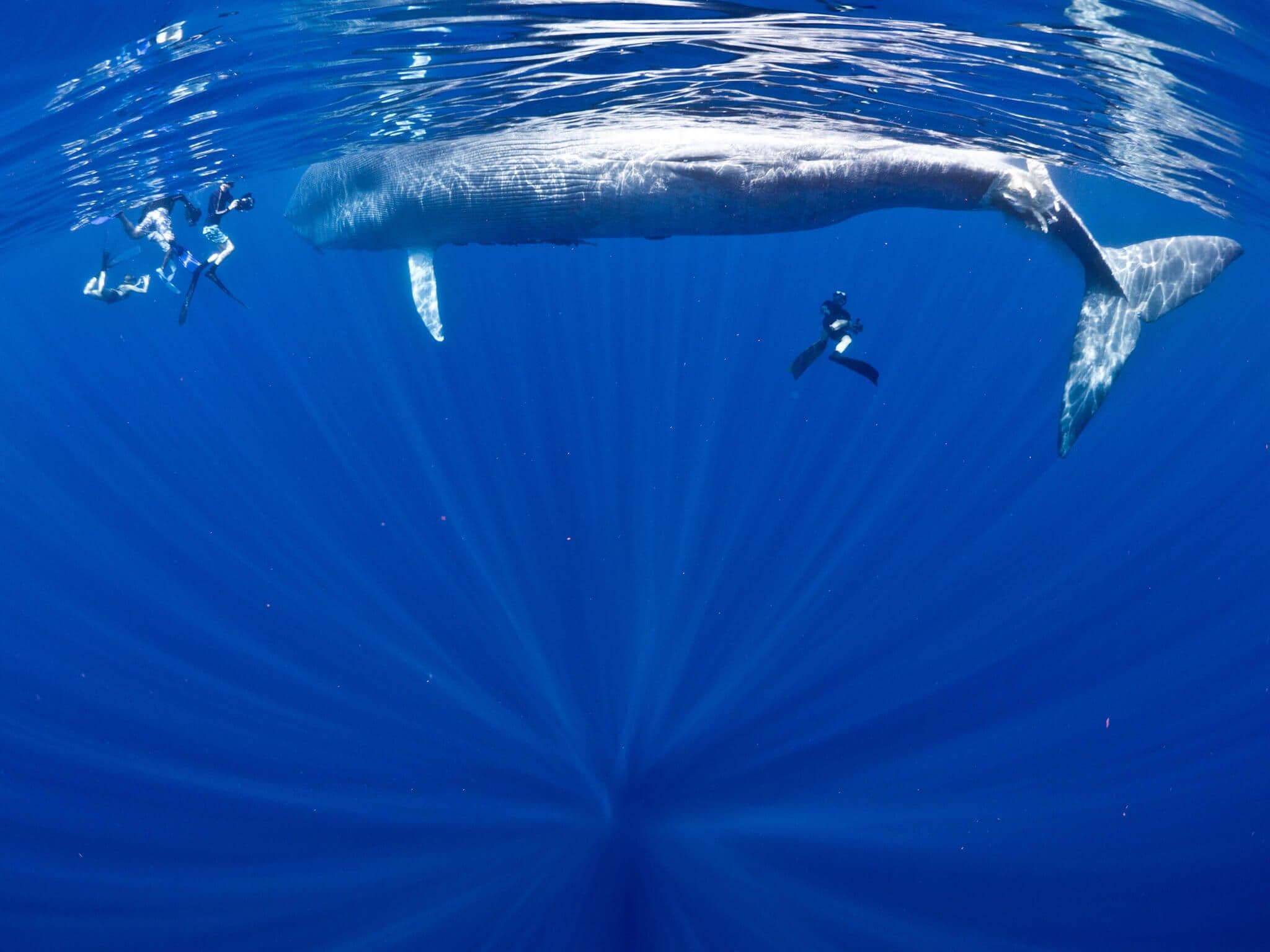 Ein Erlebnistauchgang mit einem großen Blauwal in Trincomalee Sri Lanka
