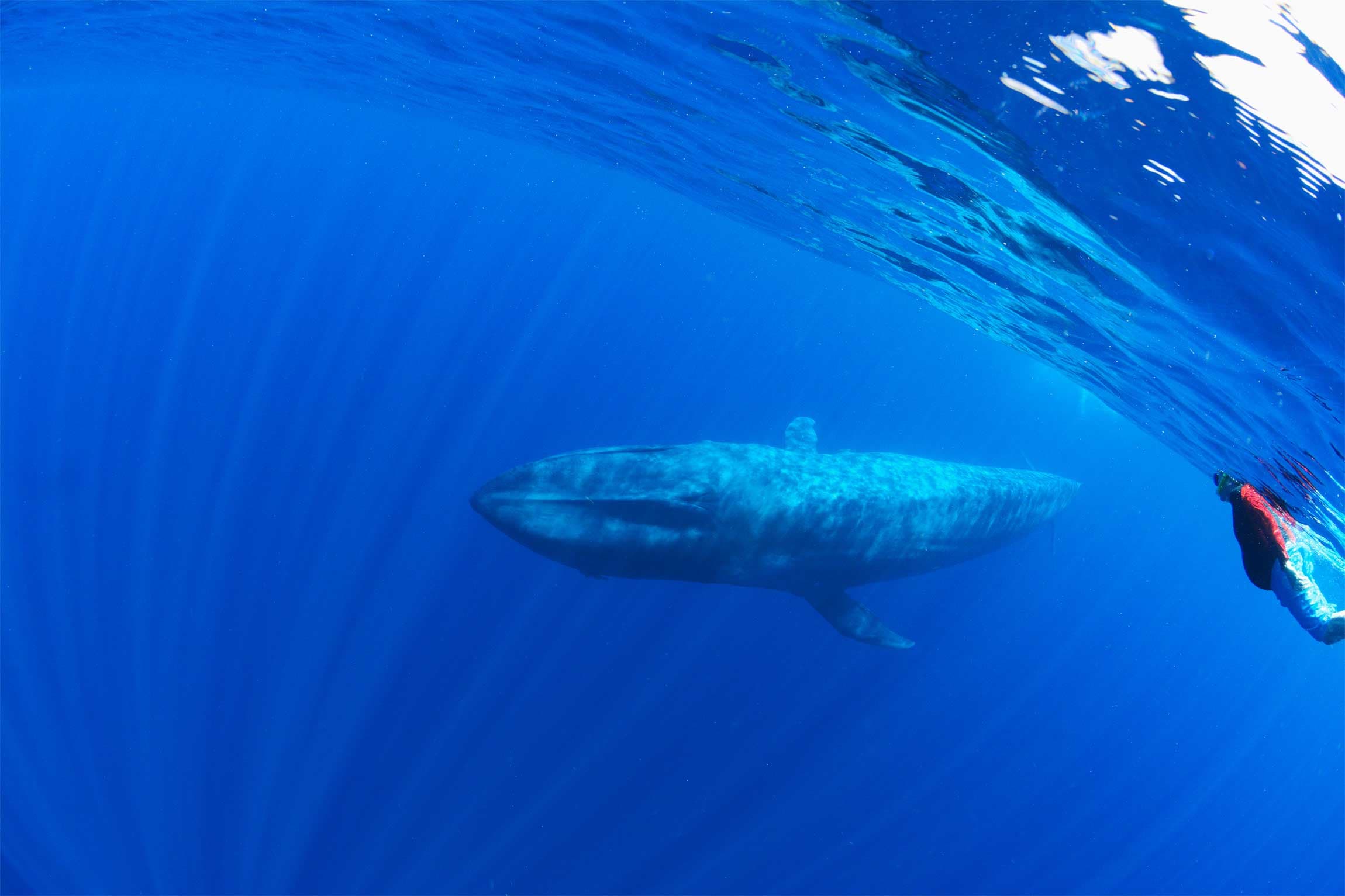 Дайвер исследует огромного кита в Тринкомали, Шри-Ланка.